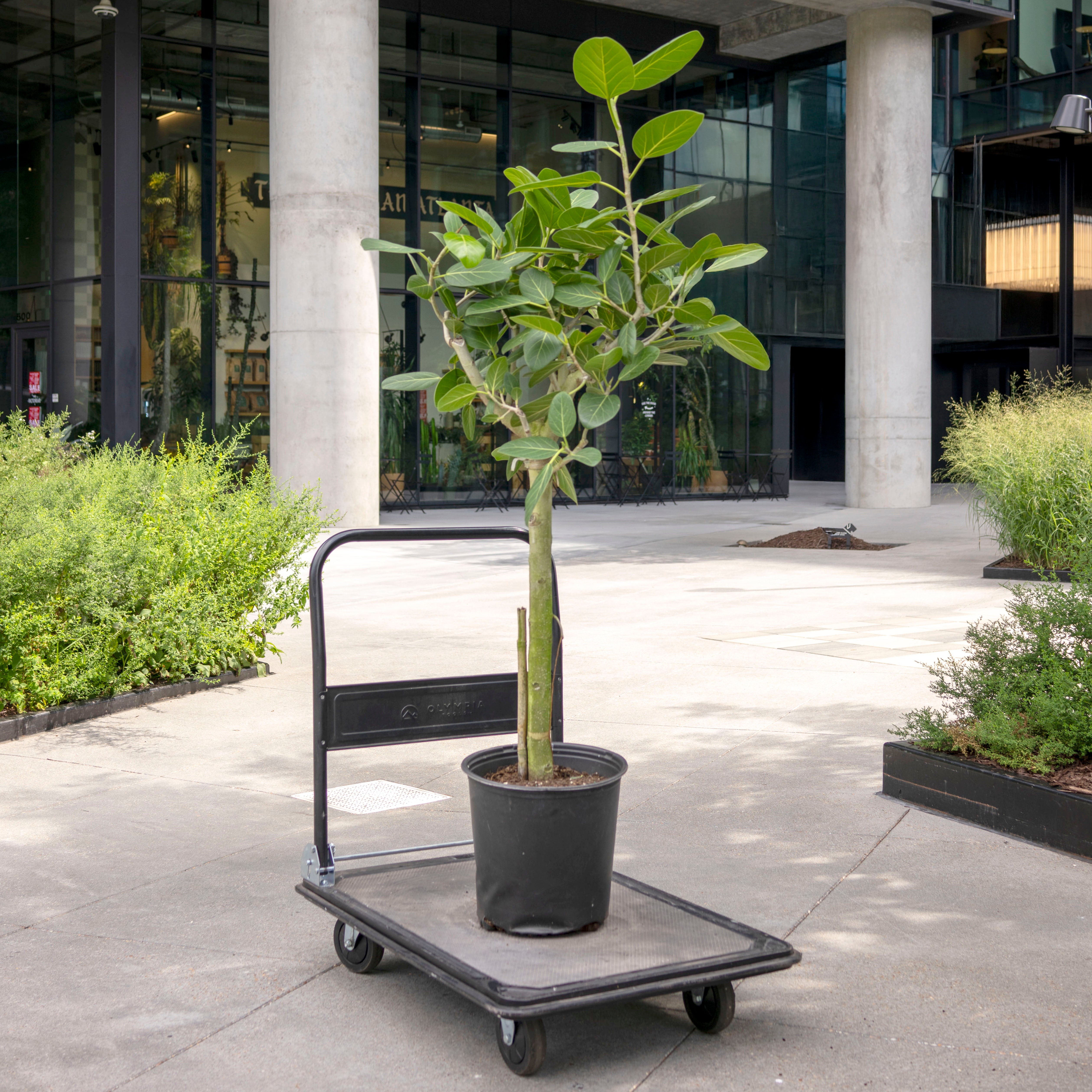 ficus audrey standard Ficus audrey