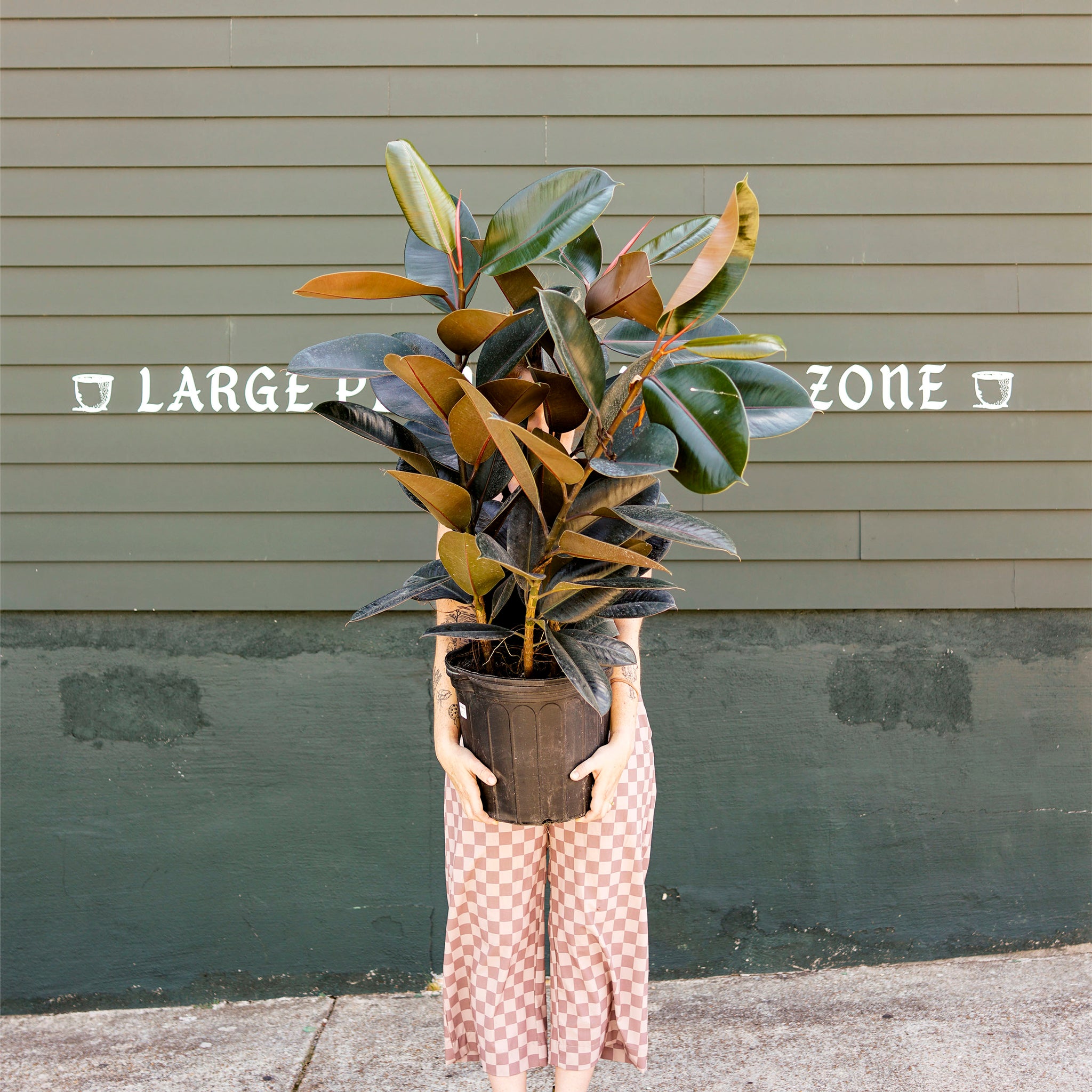 Ficus elastica 'Burgundy' (Rubber Tree)