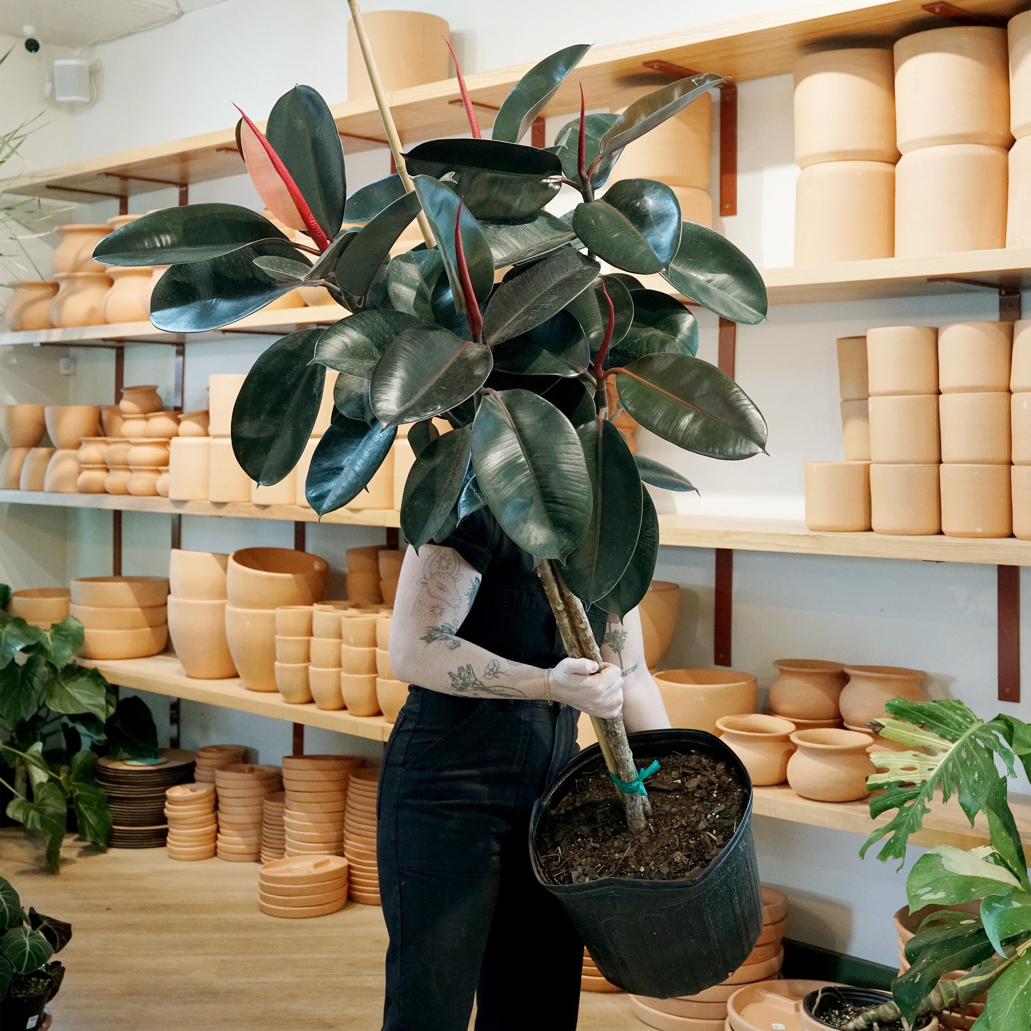 Ficus elastica 'Burgundy' (Rubber Tree)