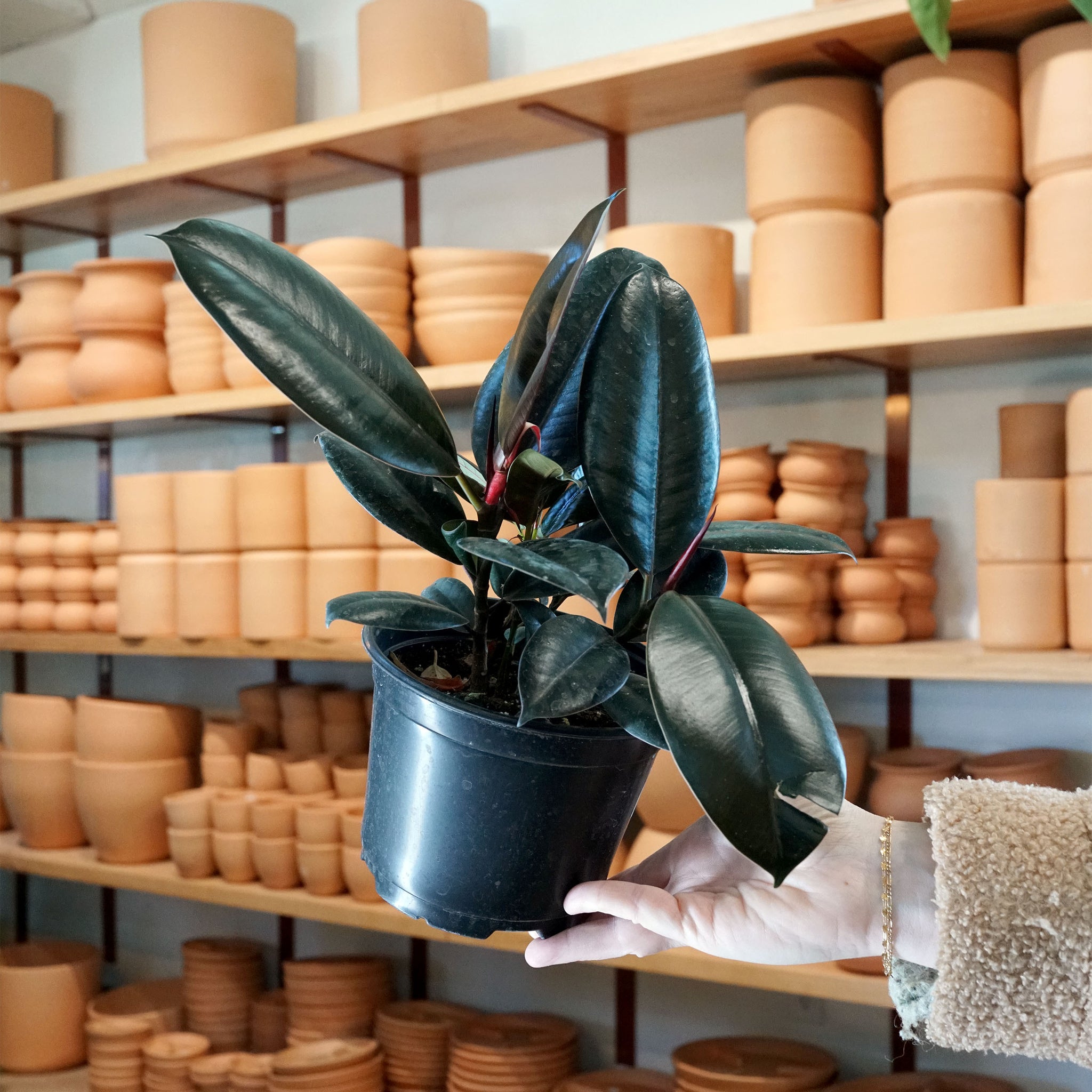 burgundy rubber tree plant Ficus elastica 'Burgundy' (Rubber Tree) – The Victorian Atlanta