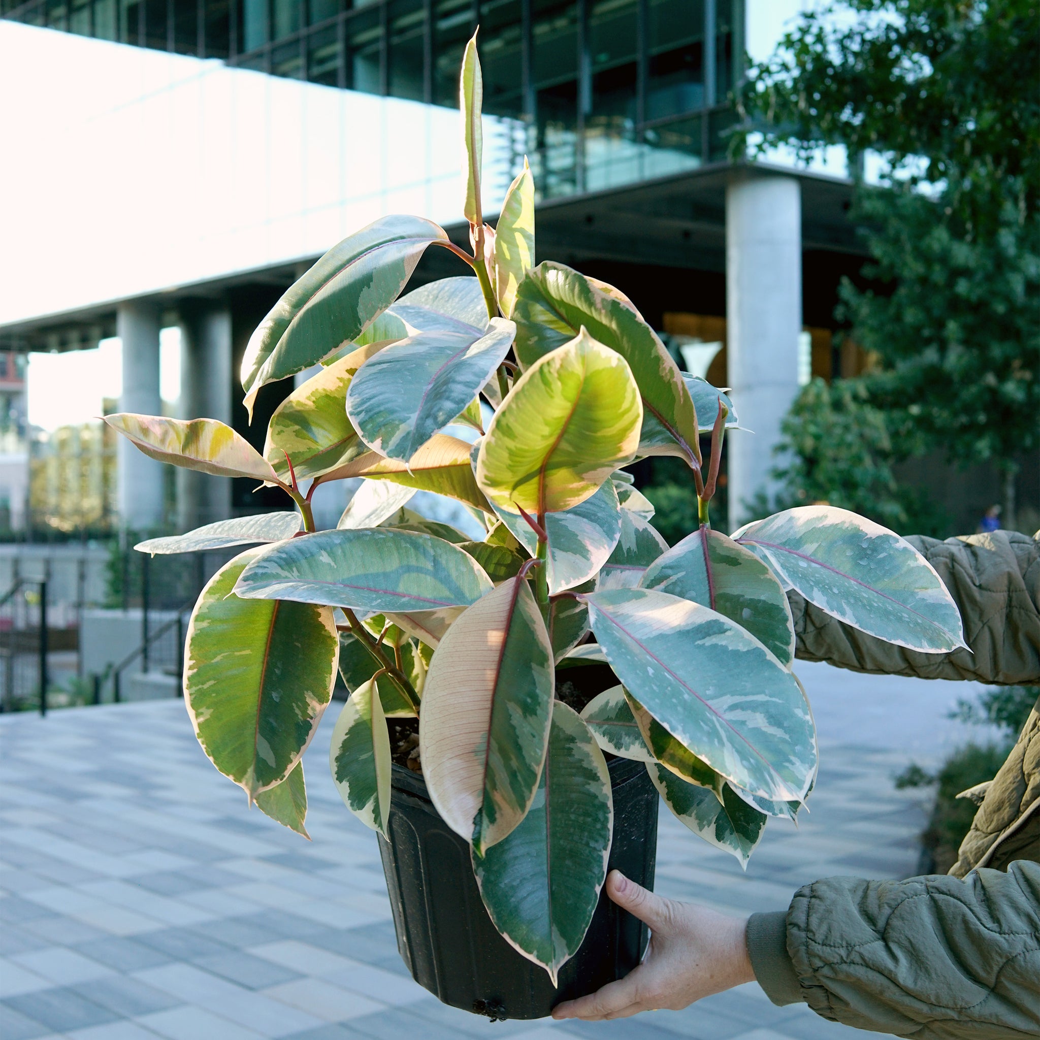 Ficus elastica 'Ruby'