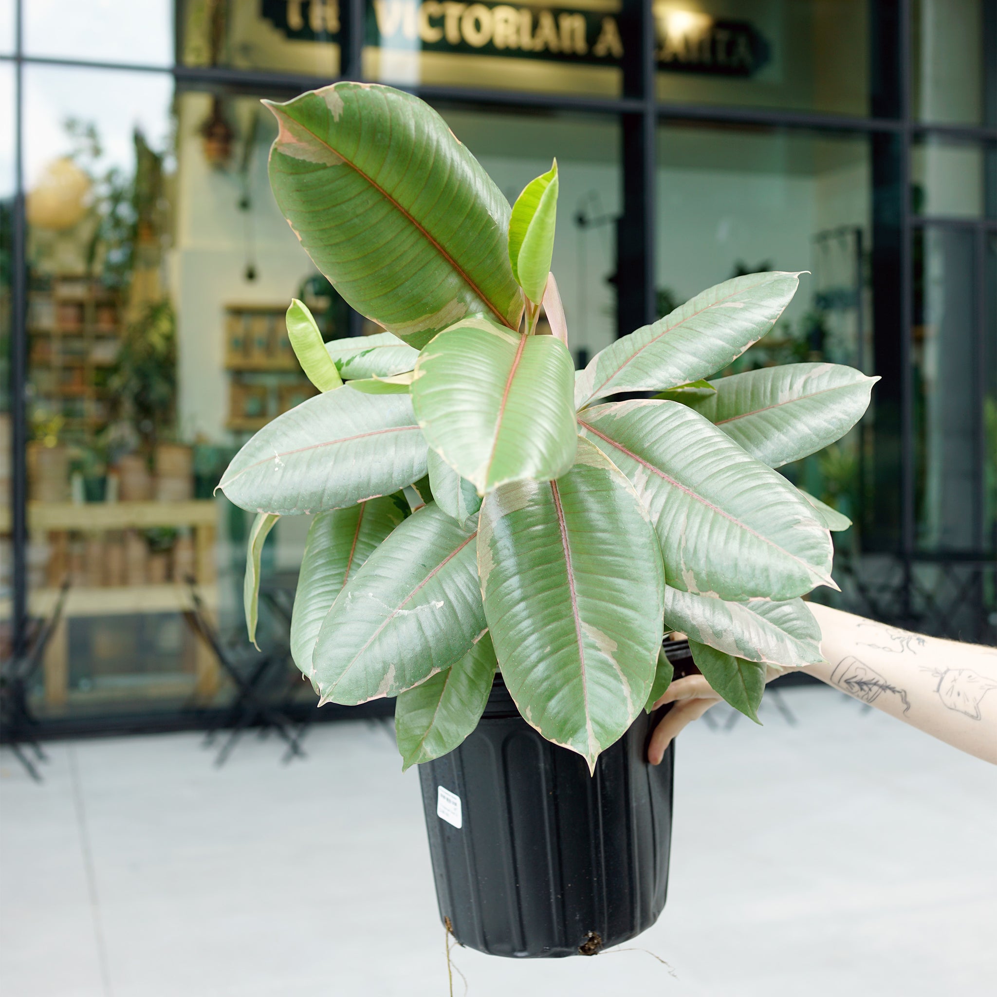 Ficus elastica 'Ruby'