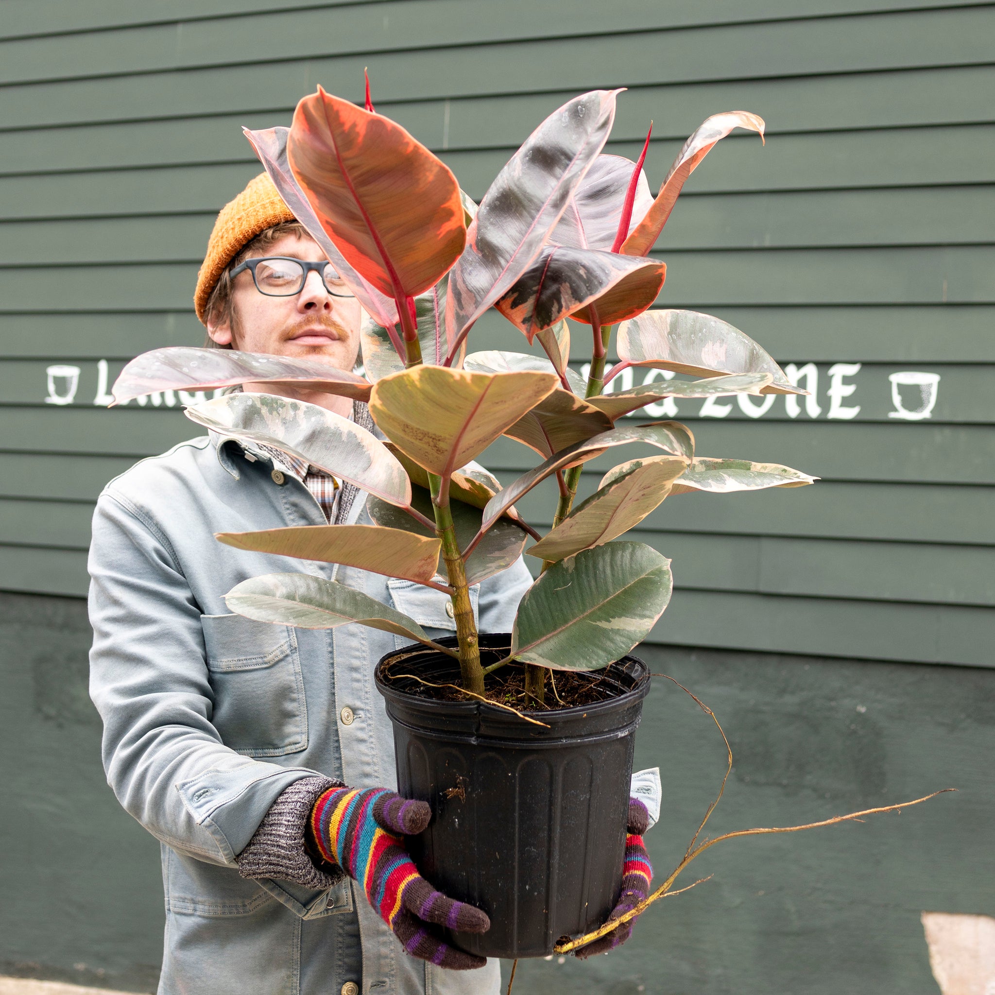 Ficus elastica 'Ruby'