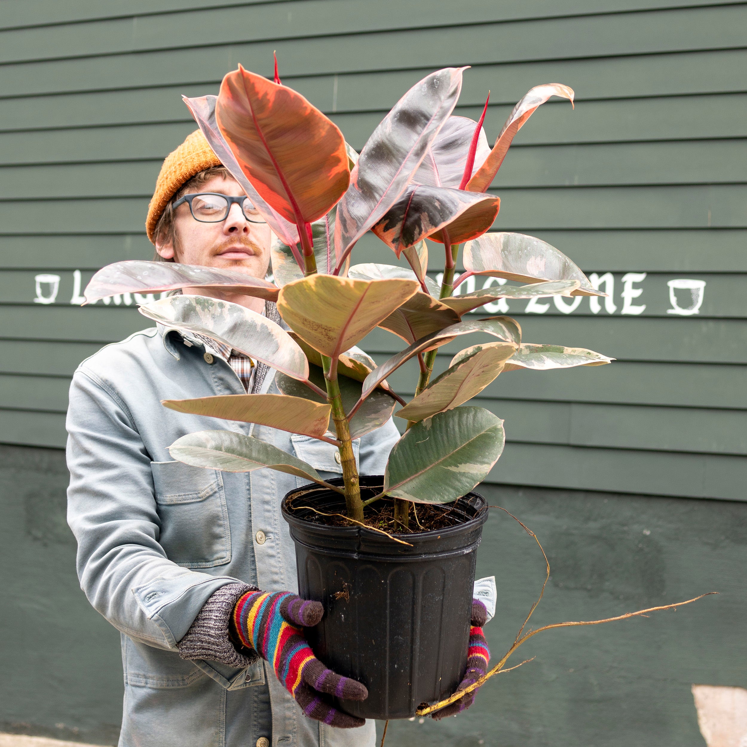 pink rubber tree plant Ficus elastica 'Ruby' – The Victorian Atlanta