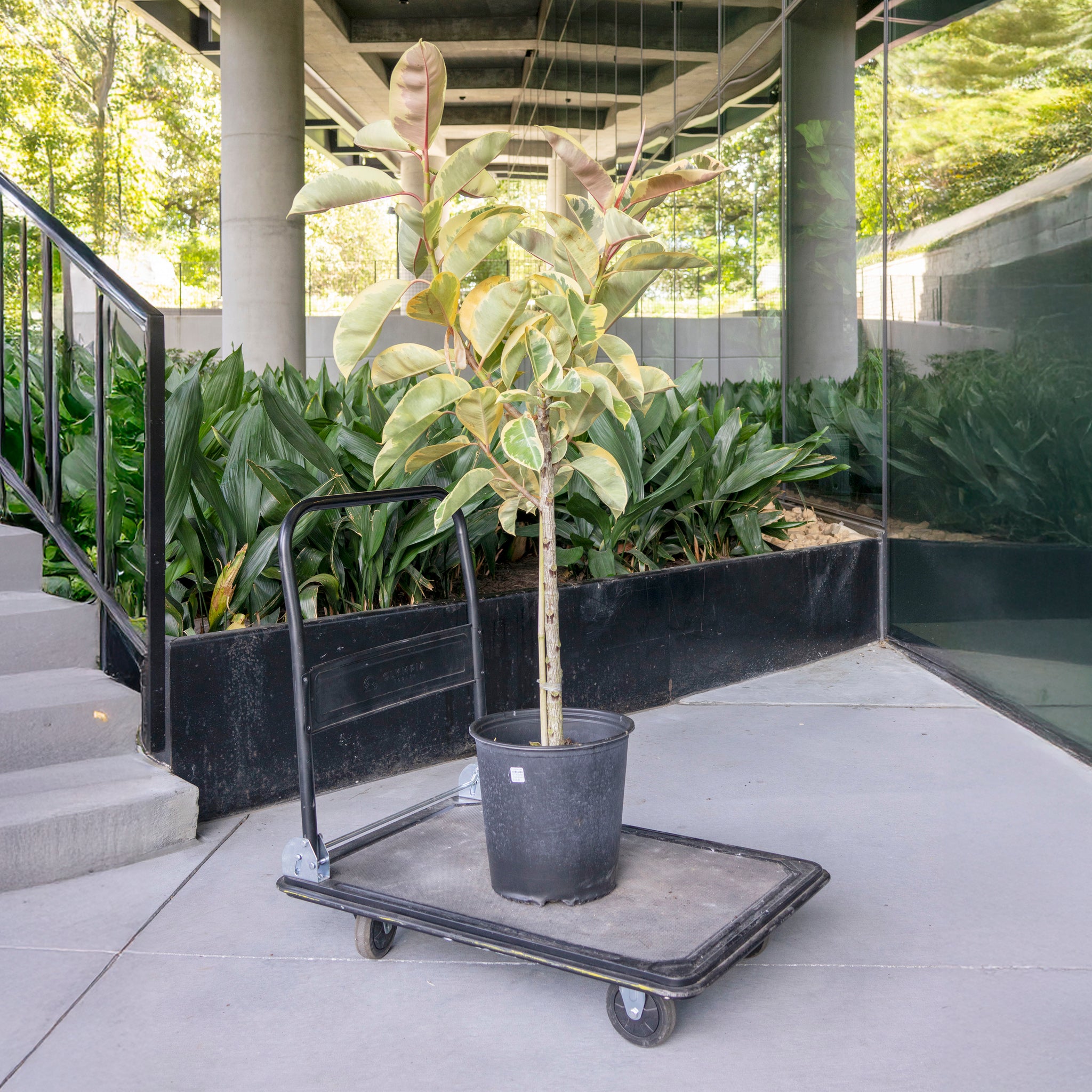 ficus elastica tineke 60cm house plants delivered Ficus elastica 'Tineke'