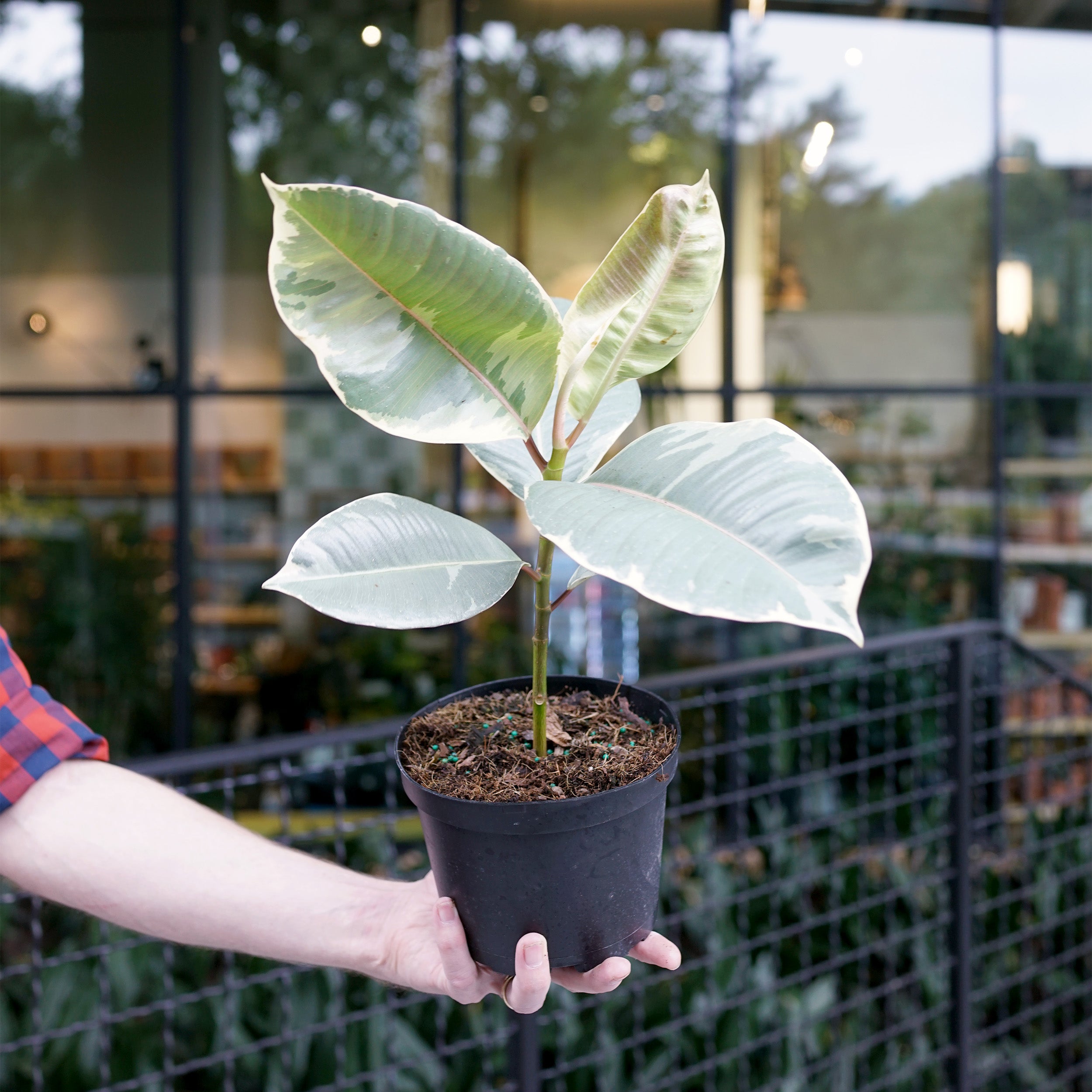 Ficus elastica 'Tineke' – The Victorian Atlanta