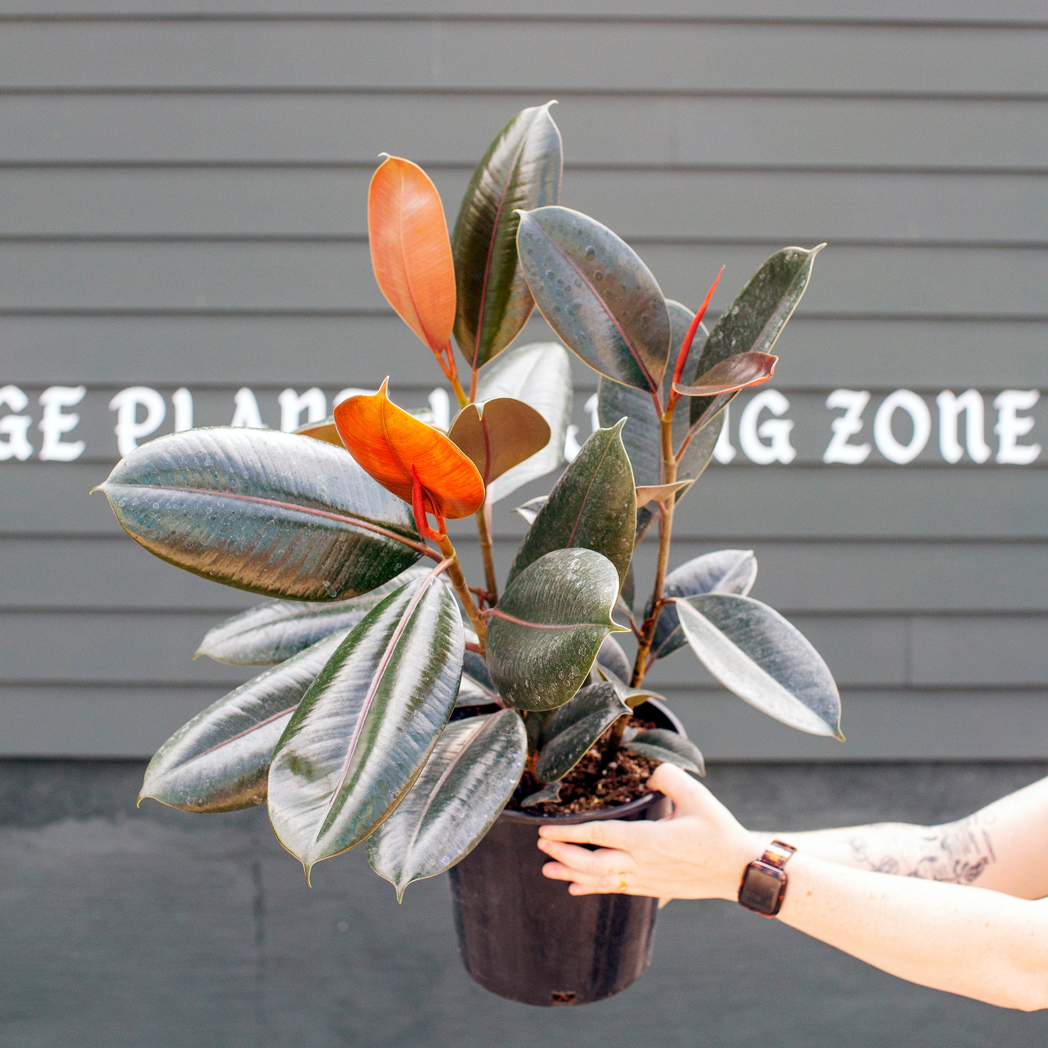 burgundy rubber tree plant Ficus elastica 'Burgundy' (Rubber Tree) – The Victorian Atlanta