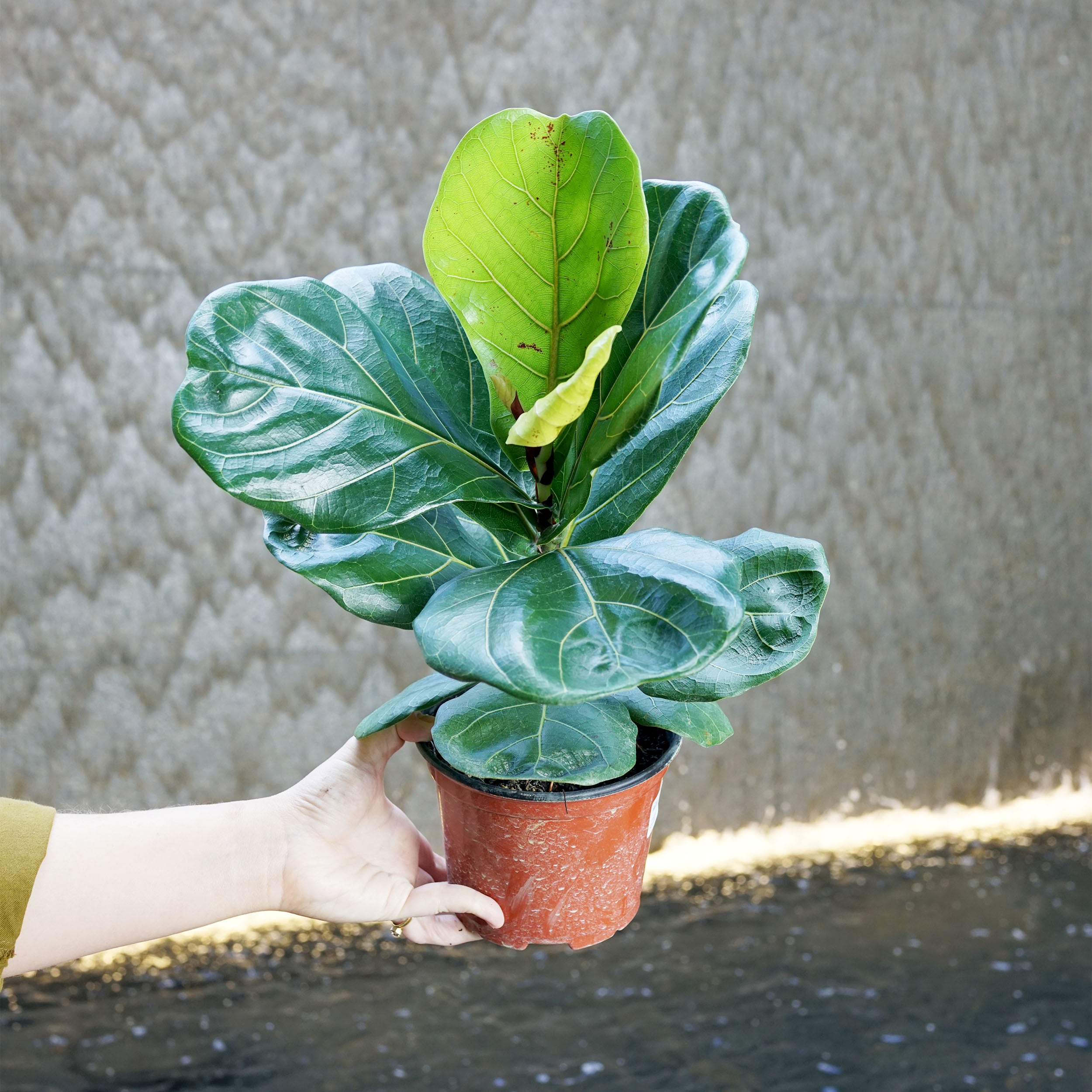 fiddle leaf fig shop Ficus lyrata (Fiddle Leaf Fig) – The Victorian Atlanta