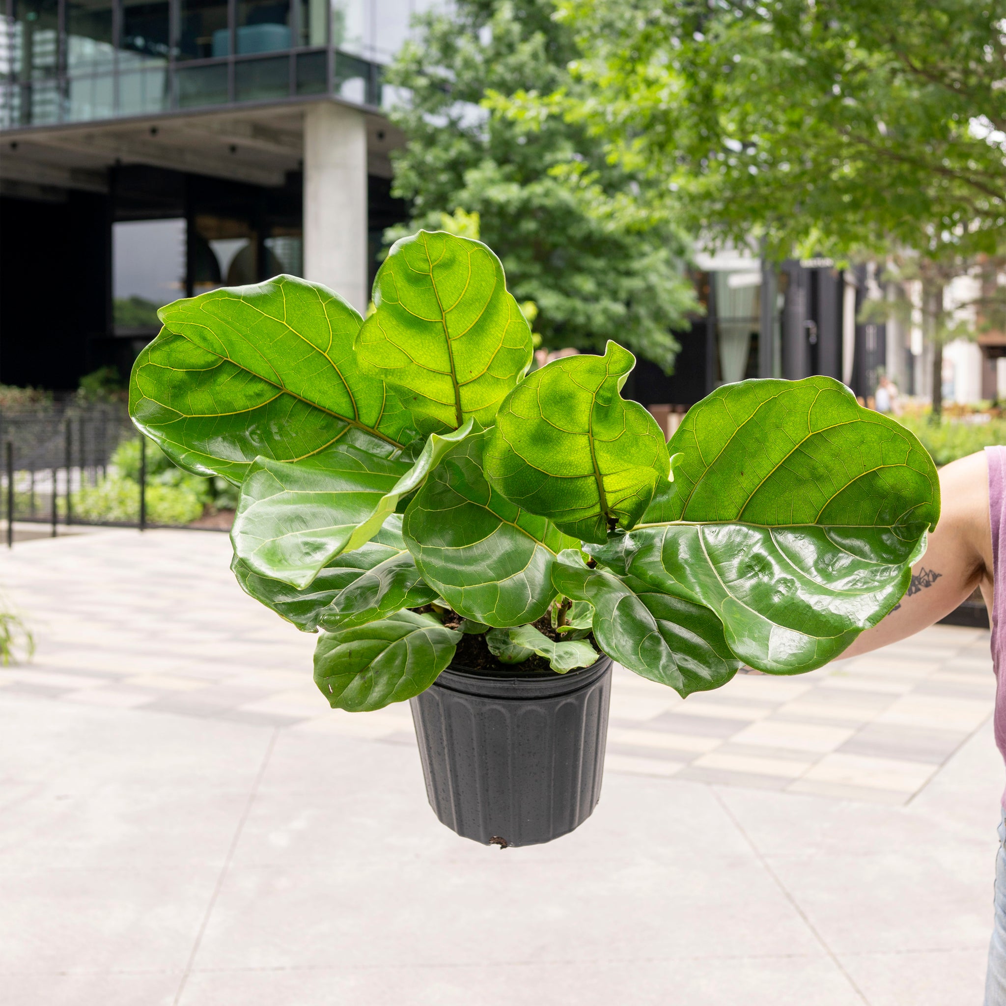 where to buy a fiddle leaf fig near me Ficus lyrata (Fiddle Leaf Fig) – The Victorian Atlanta