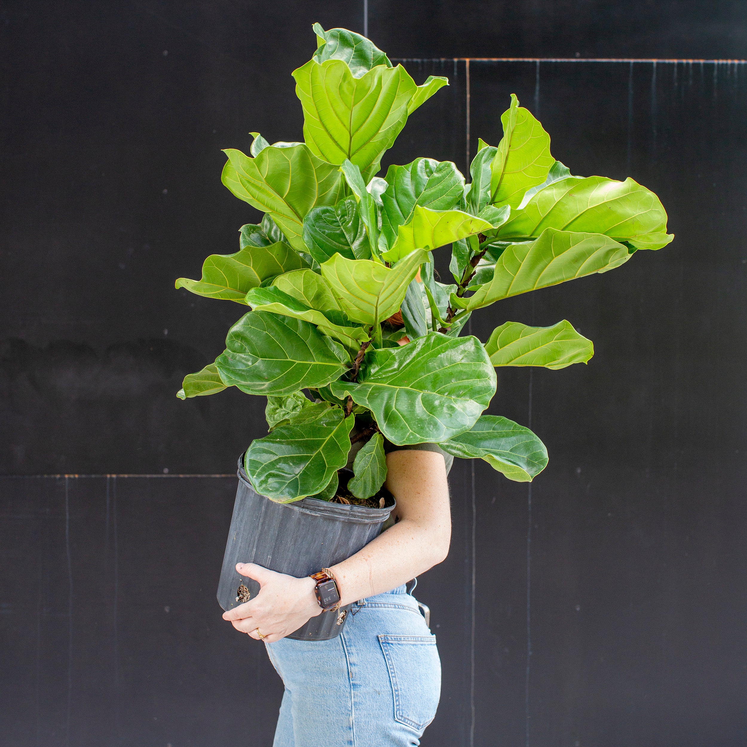 fiddle leaf fig atlanta Ficus lyrata (Fiddle Leaf Fig)