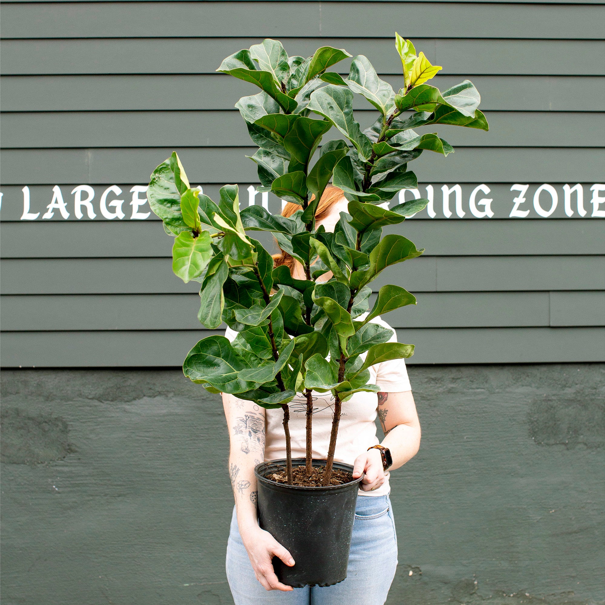short fiddle leaf fig Ficus lyrata 'Bambino' (Dwarf Fiddle Leaf Fig)