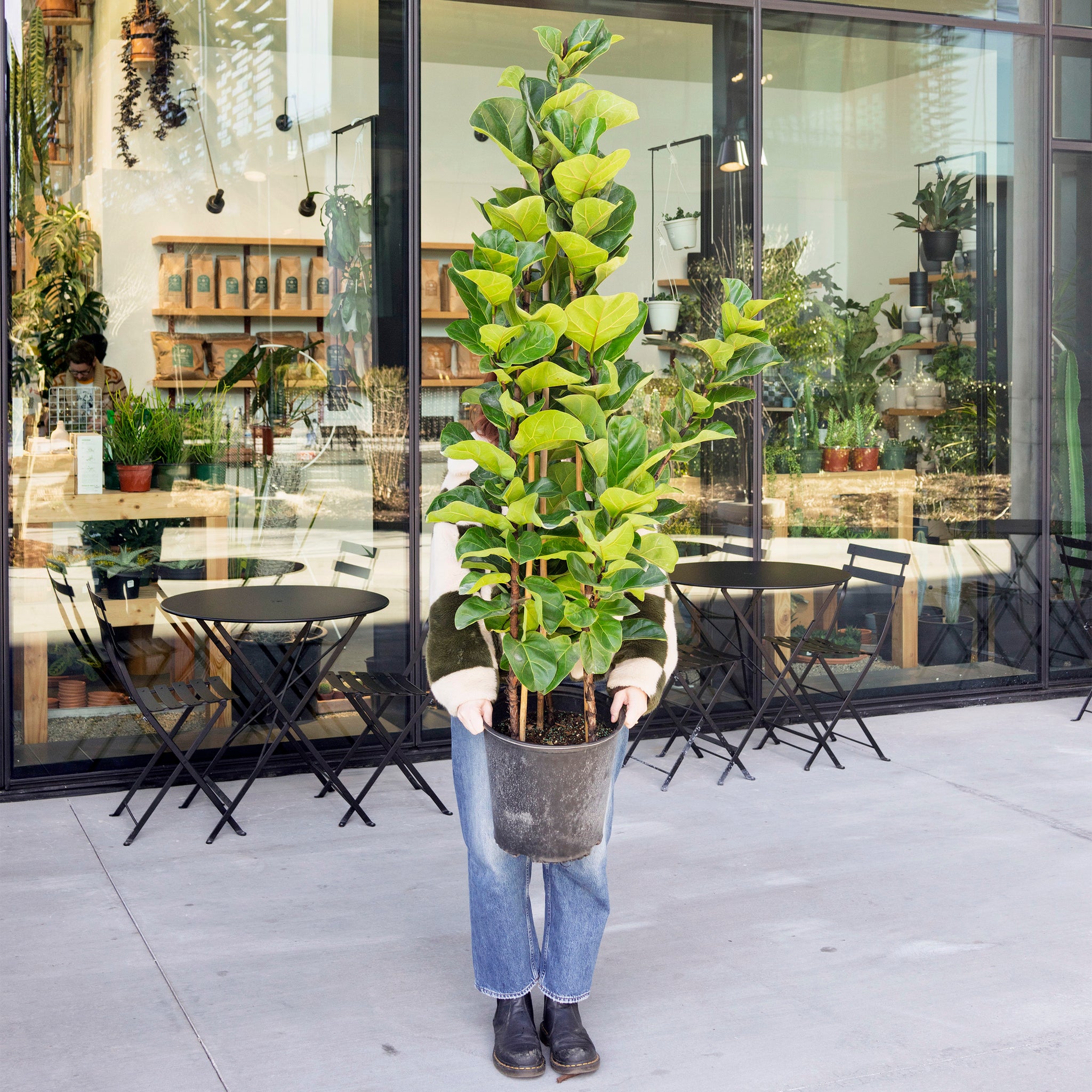 mini fiddle leaf fig tree Ficus lyrata 'Bambino' (Dwarf Fiddle Leaf Fig)