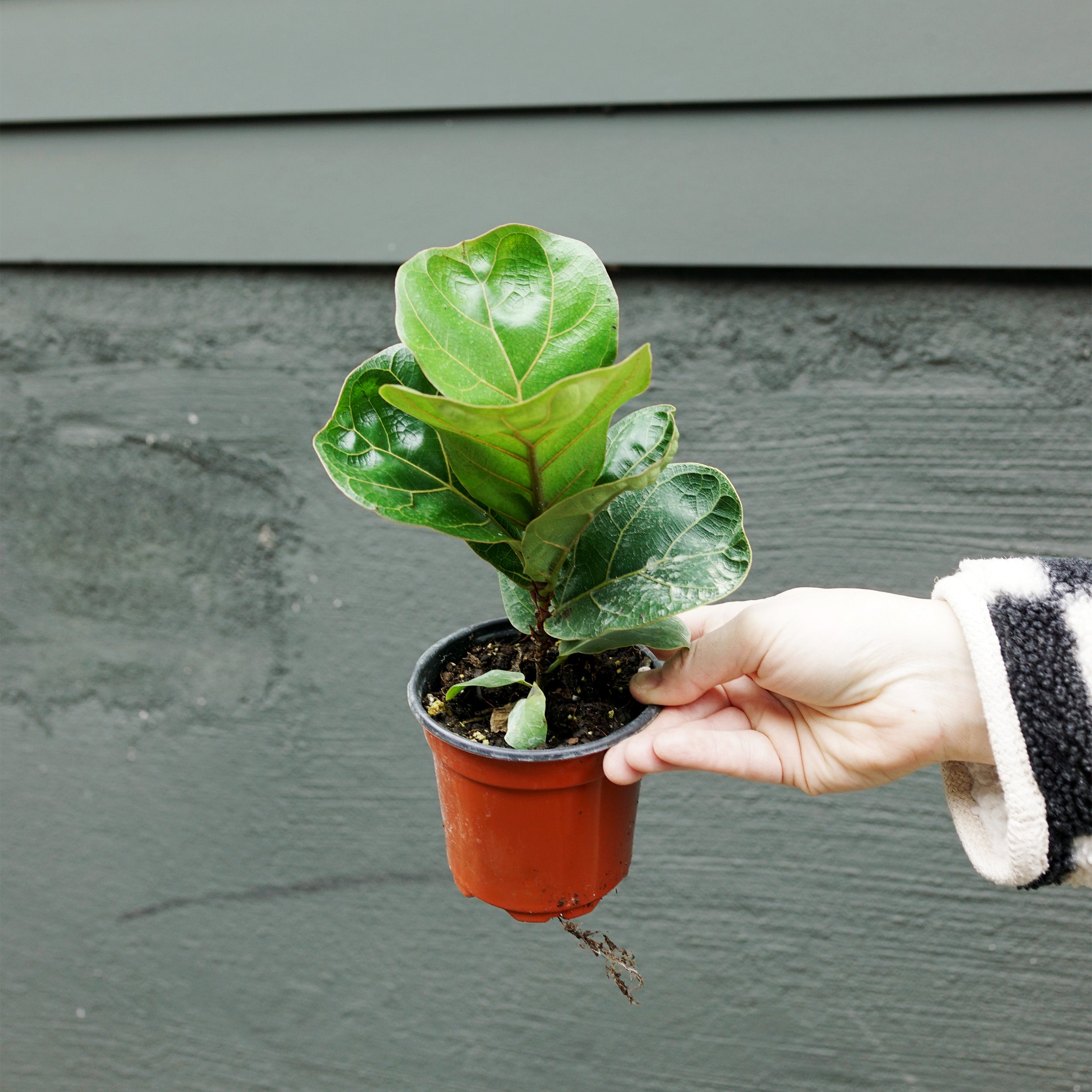 fiddle leaf fig italiano Ficus lyrata 'Bambino' (Dwarf Fiddle Leaf Fig) – The Victorian Atlanta