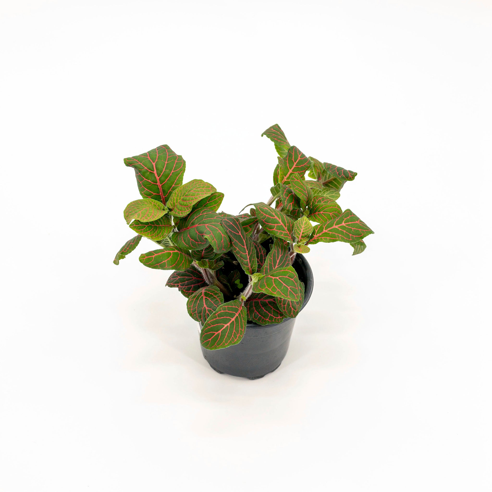 Fittonia albivenis