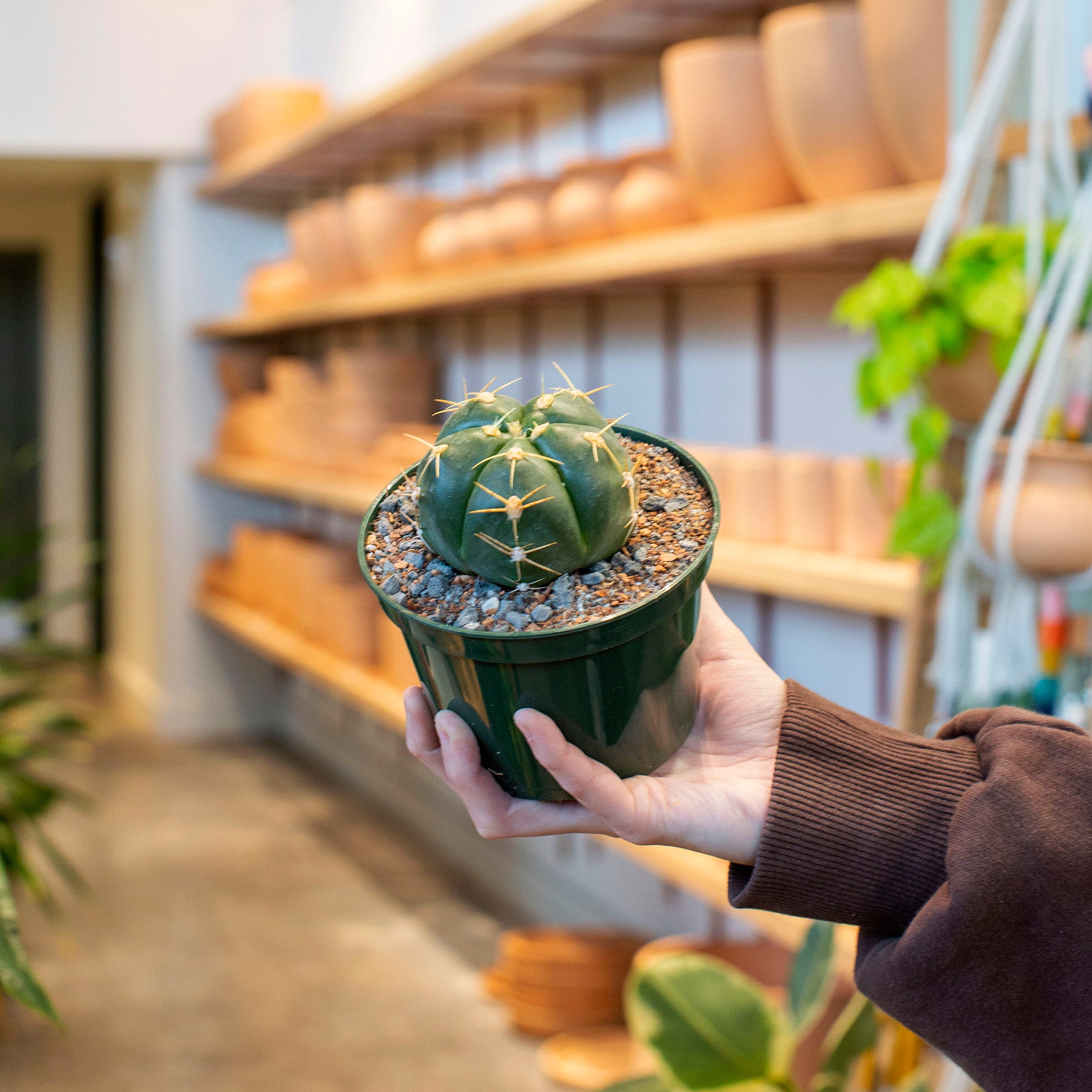 Gymnocalycium horstii