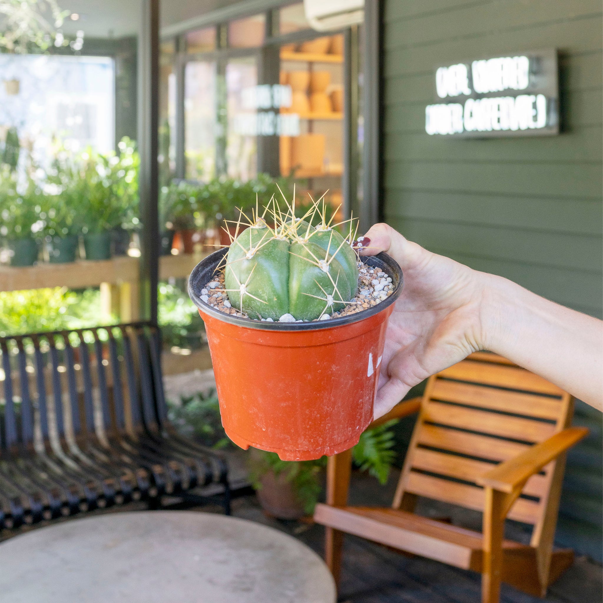 Gymnocalycium horstii