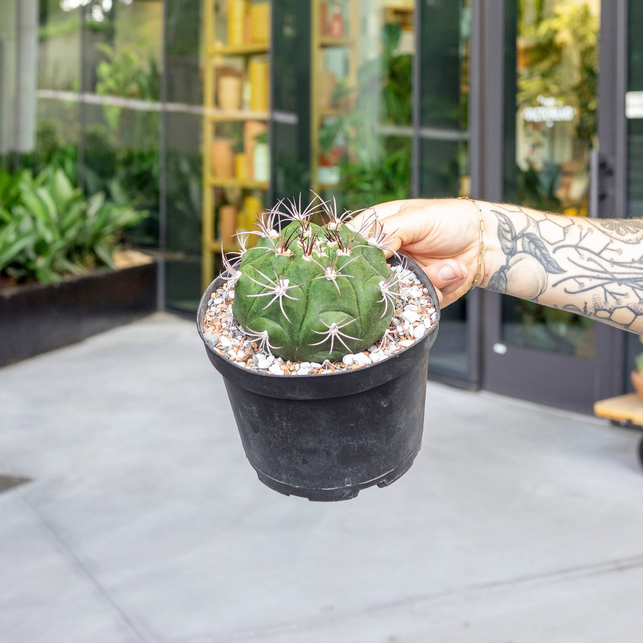 Gymnocalycium pflanzii