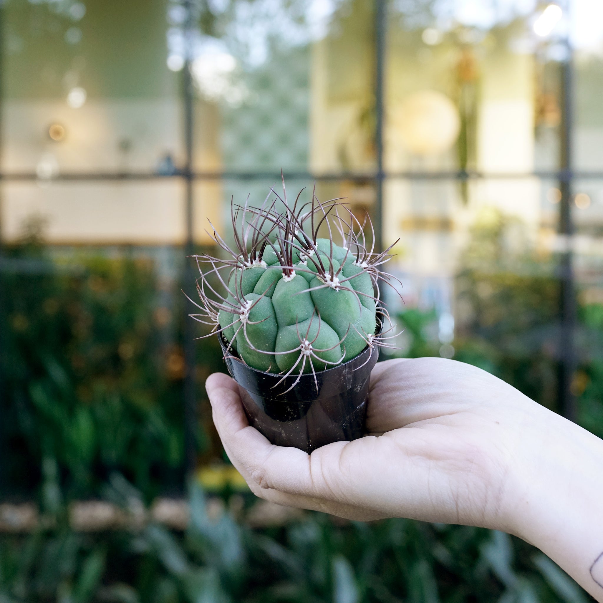 Gymnocalycium saglionis (Giant Chin Cactus)