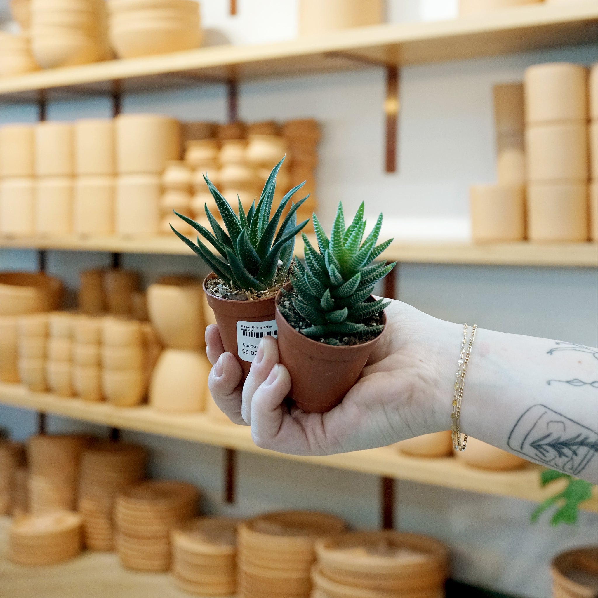 Haworthia species variety