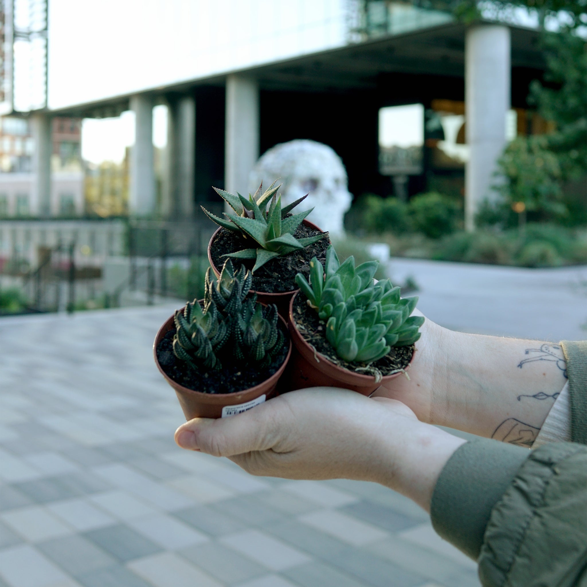 Haworthia species variety