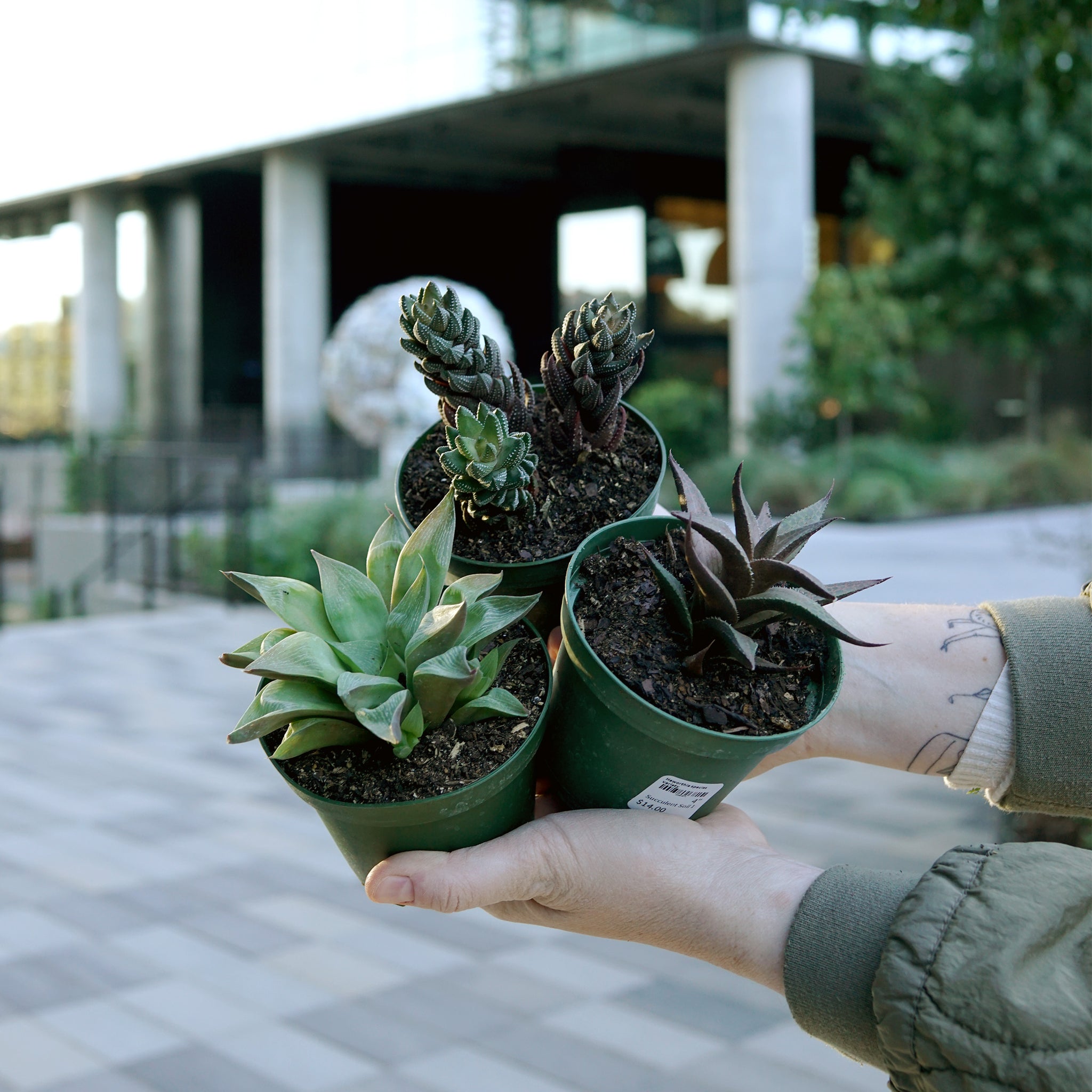 Haworthia species variety