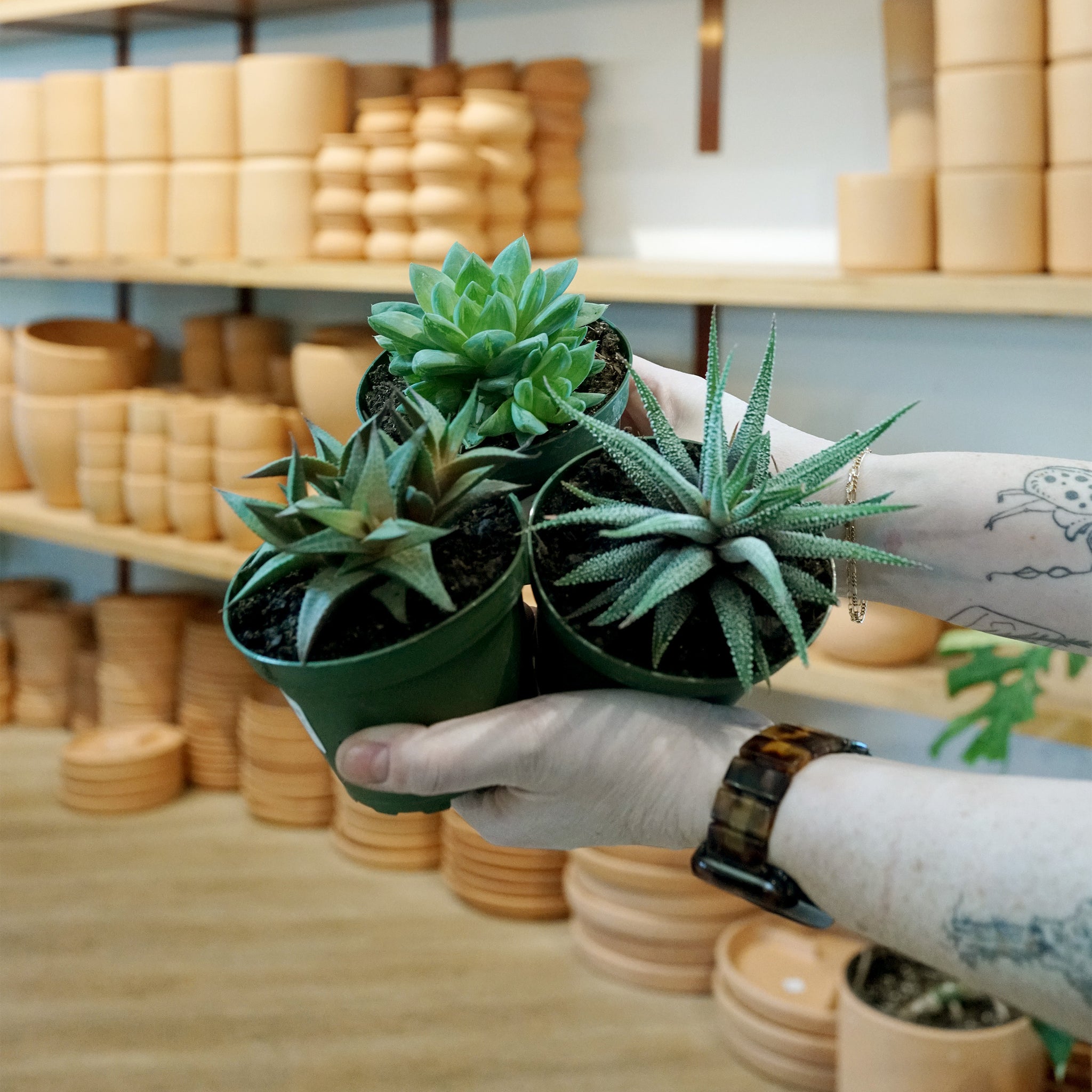 Haworthia species variety