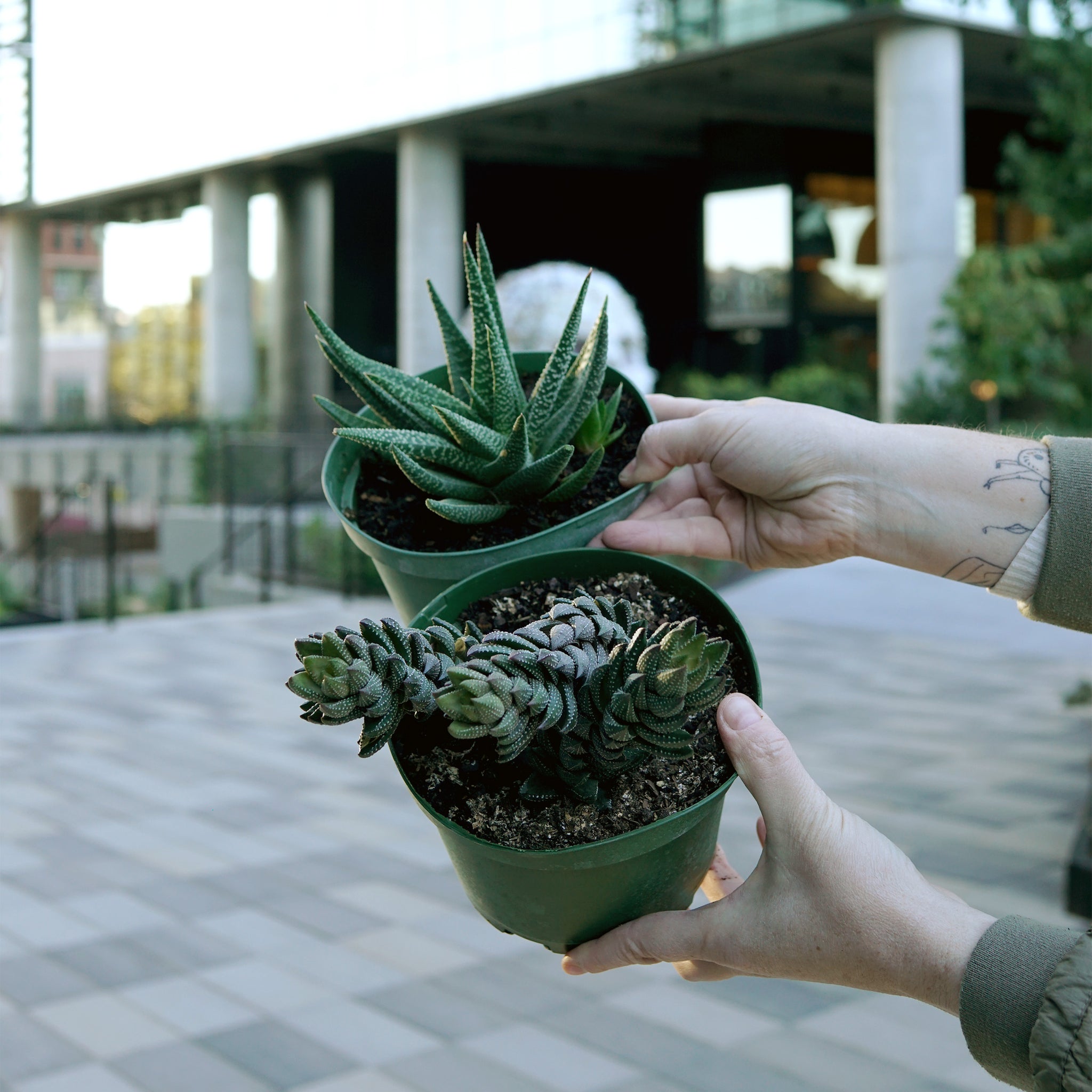 Haworthia species variety