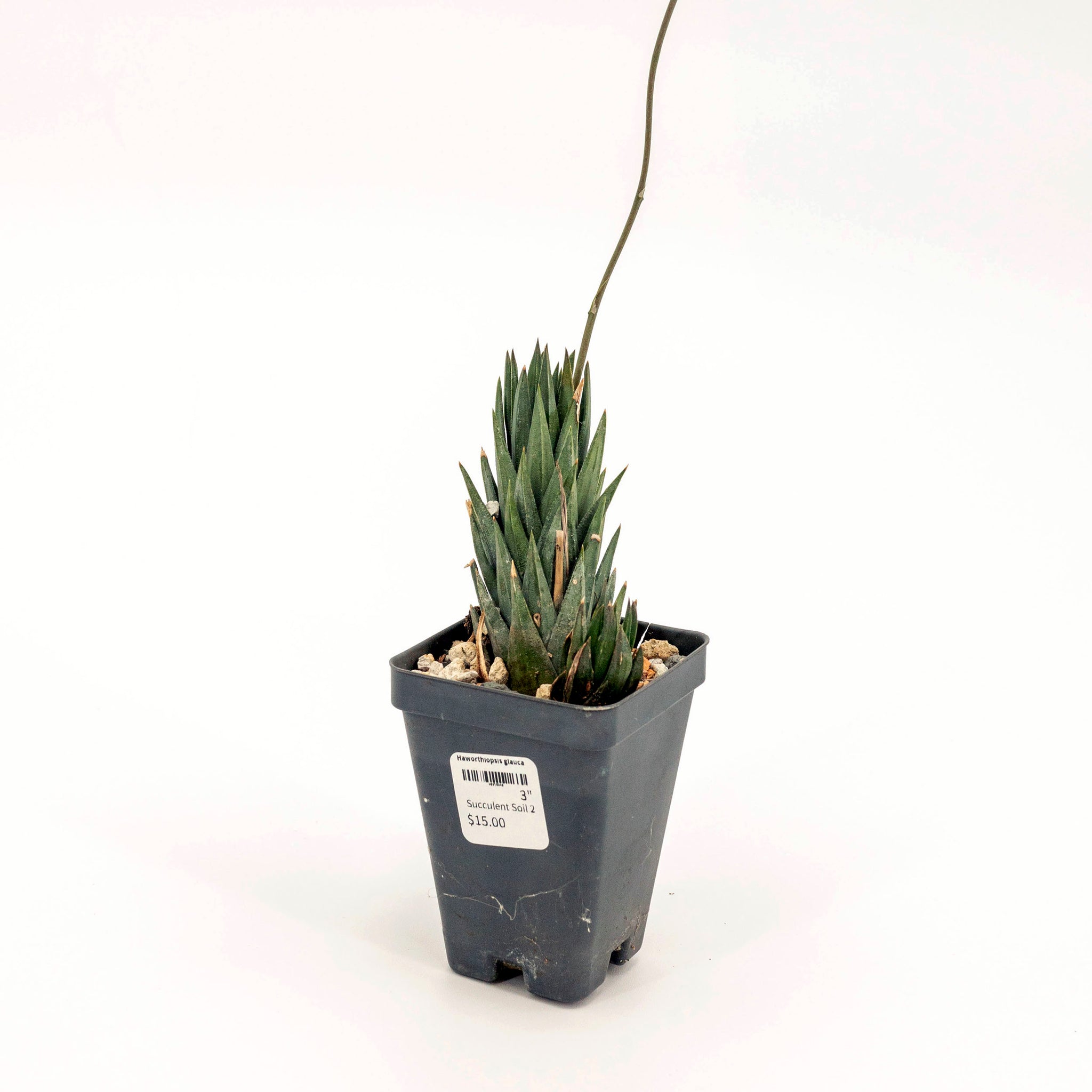 Haworthiopsis glauca
