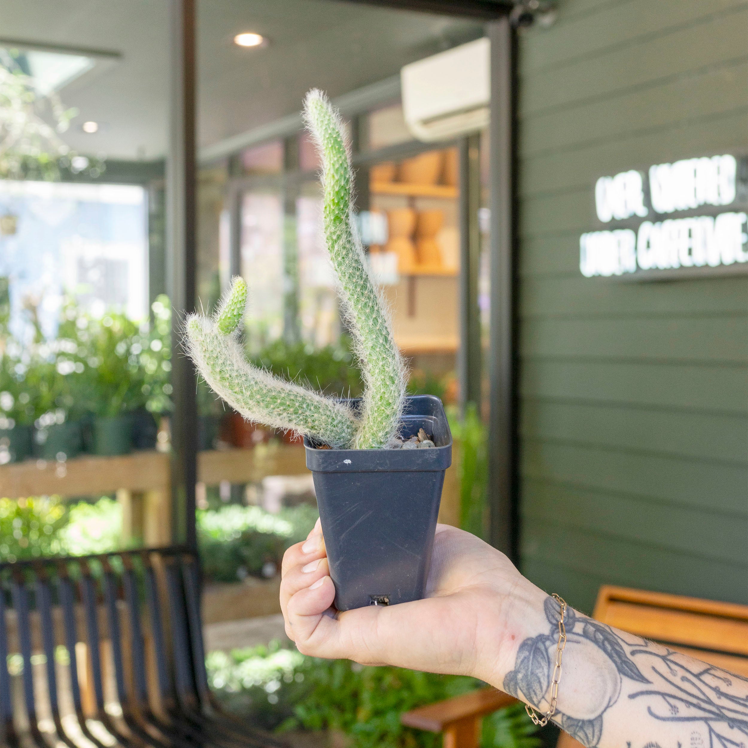 Hildewintera colademononis 'Monkey Tail Cactus' – The Victorian