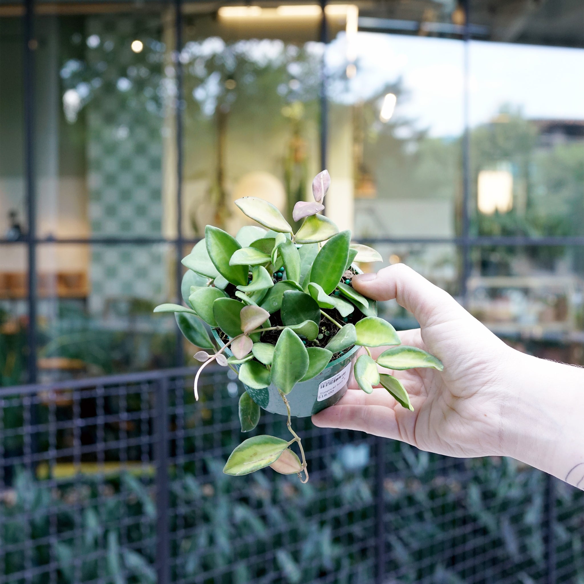 Hoya burtoniae (Variegated)