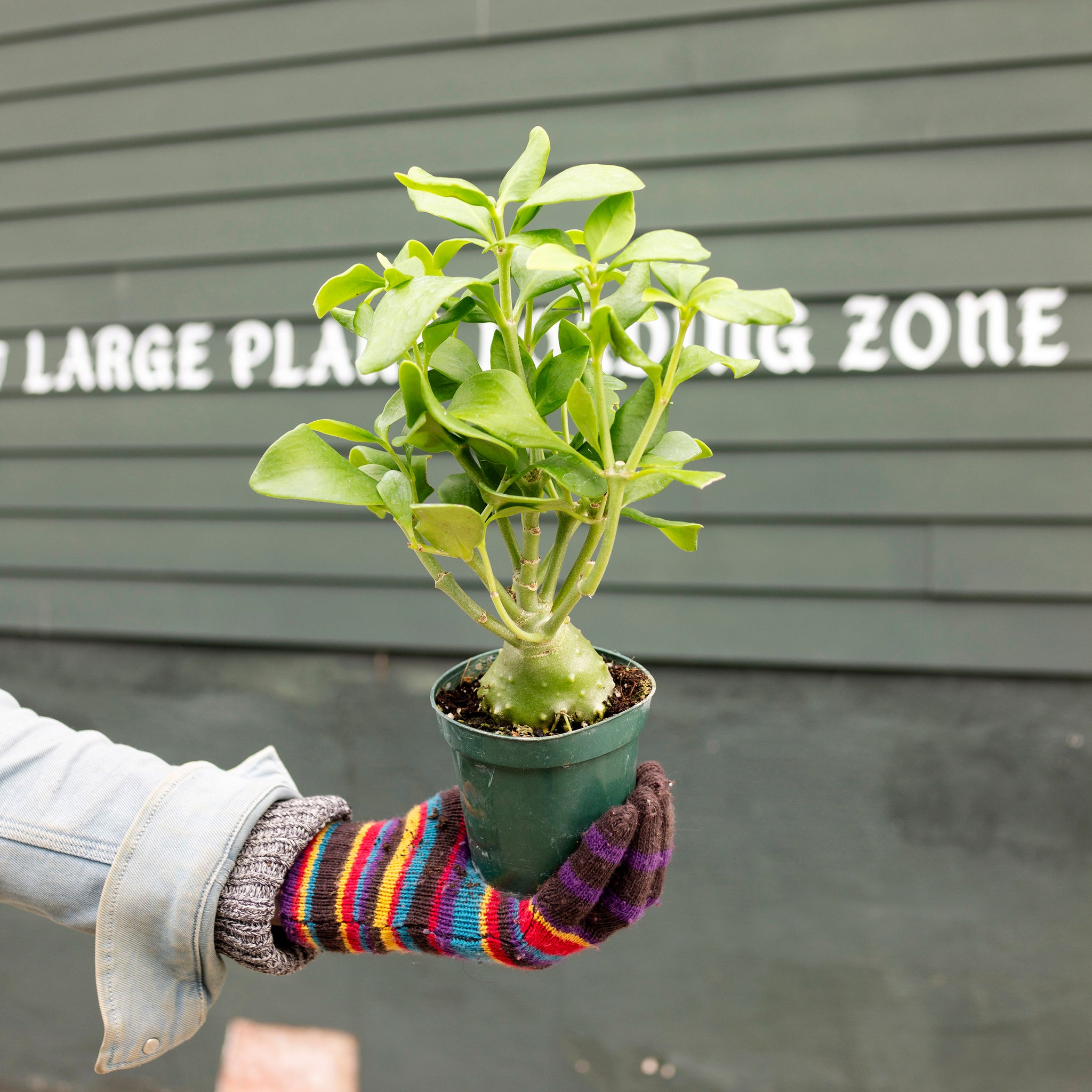 Hydnophytum papuanum (Ant Plant)