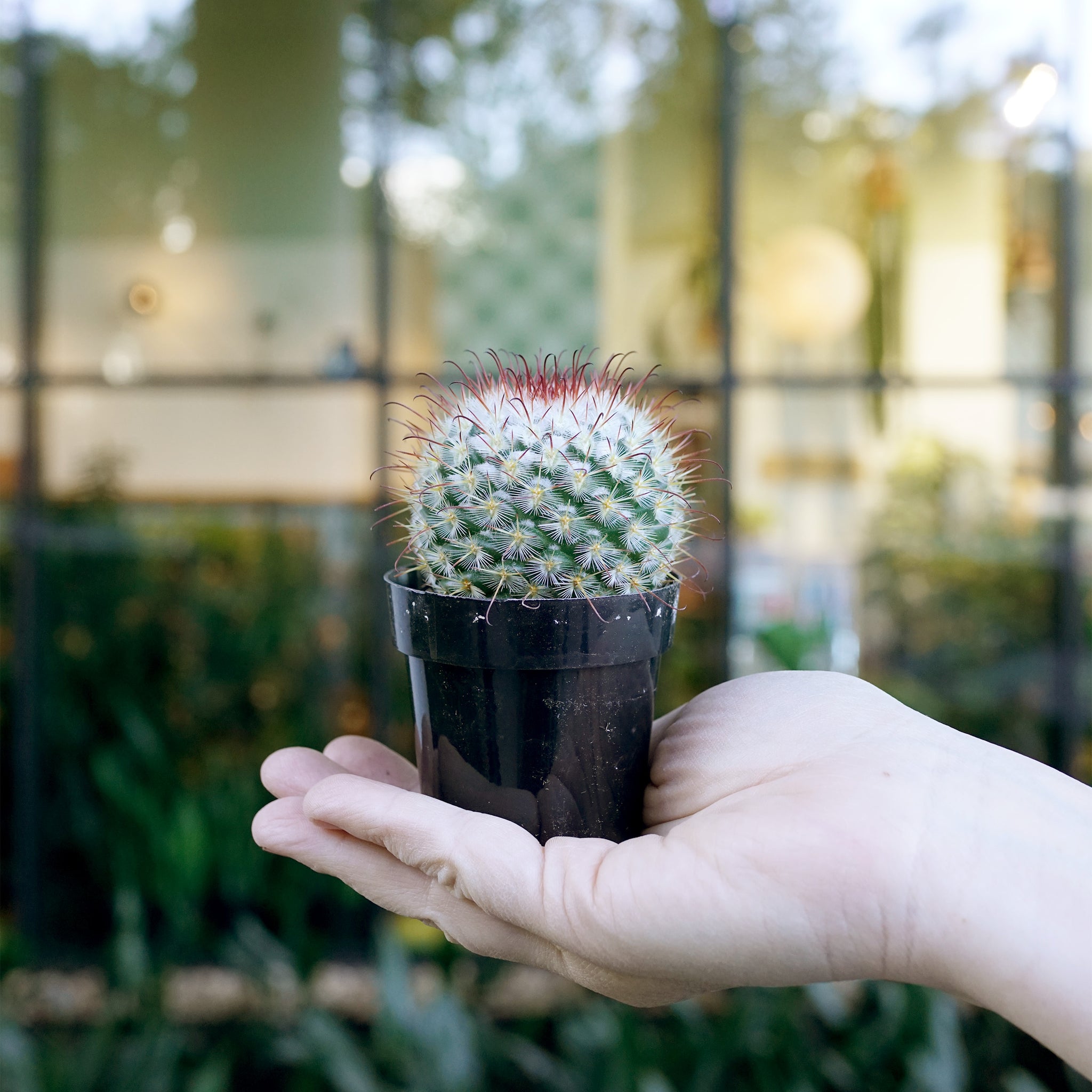 Mammillaria bombycina