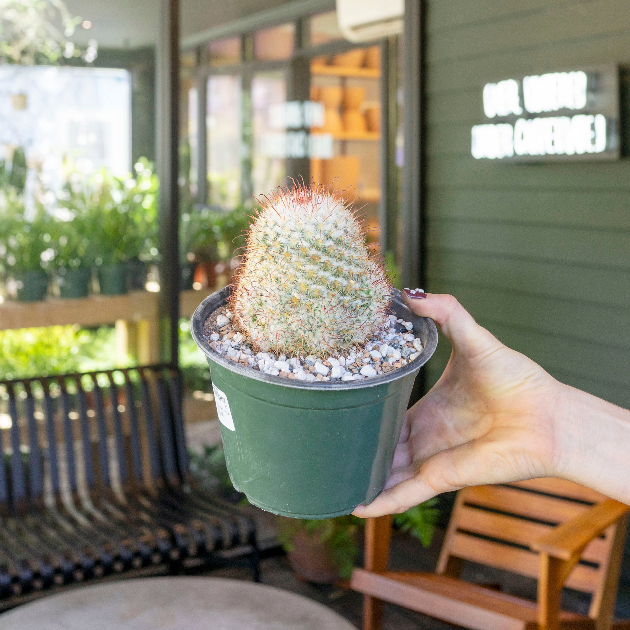 Mammillaria bombycina
