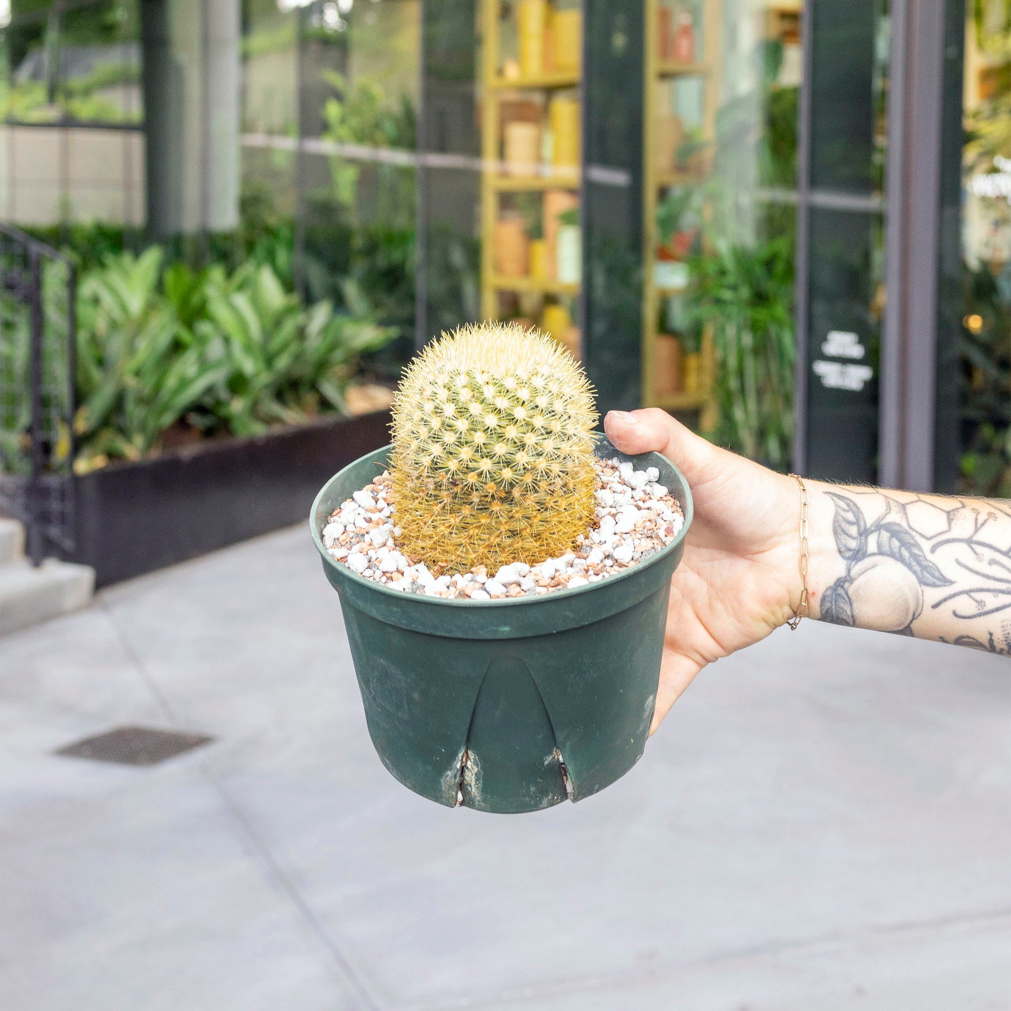 Mammillaria carmenae