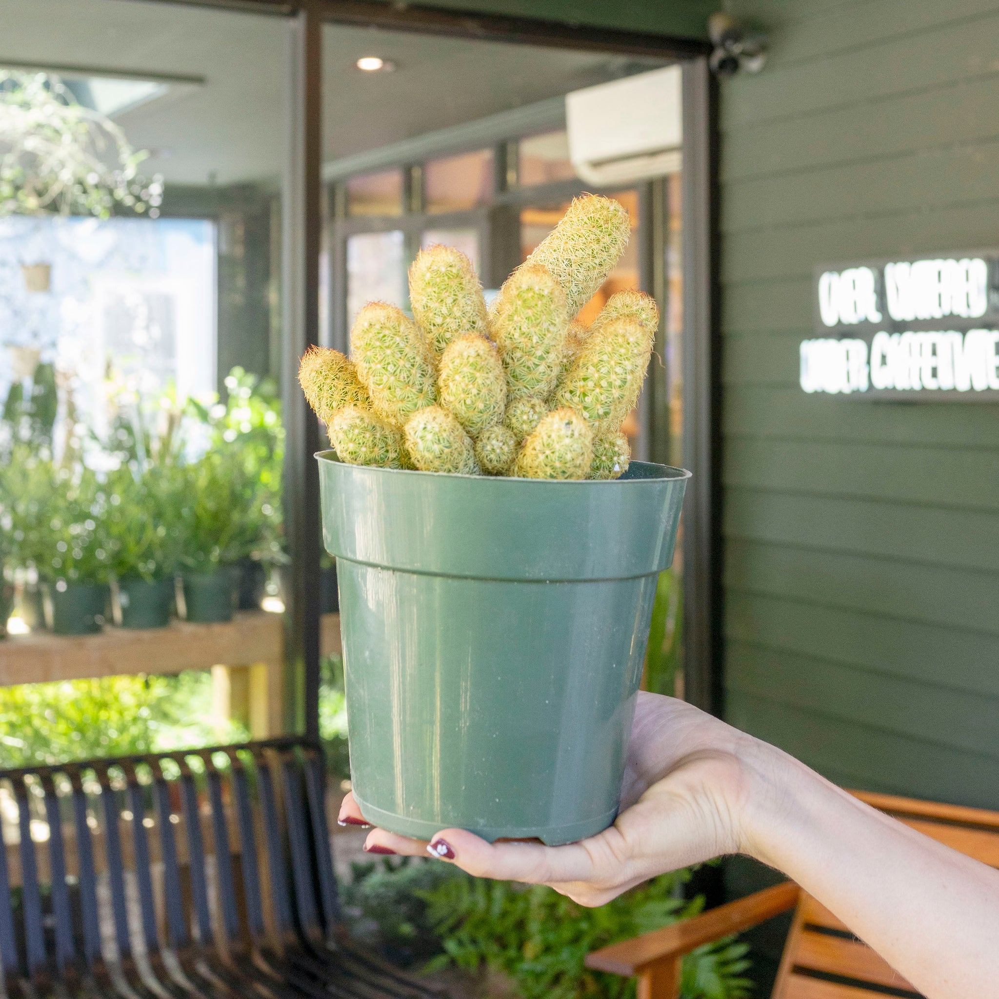 Mammillaria elongata