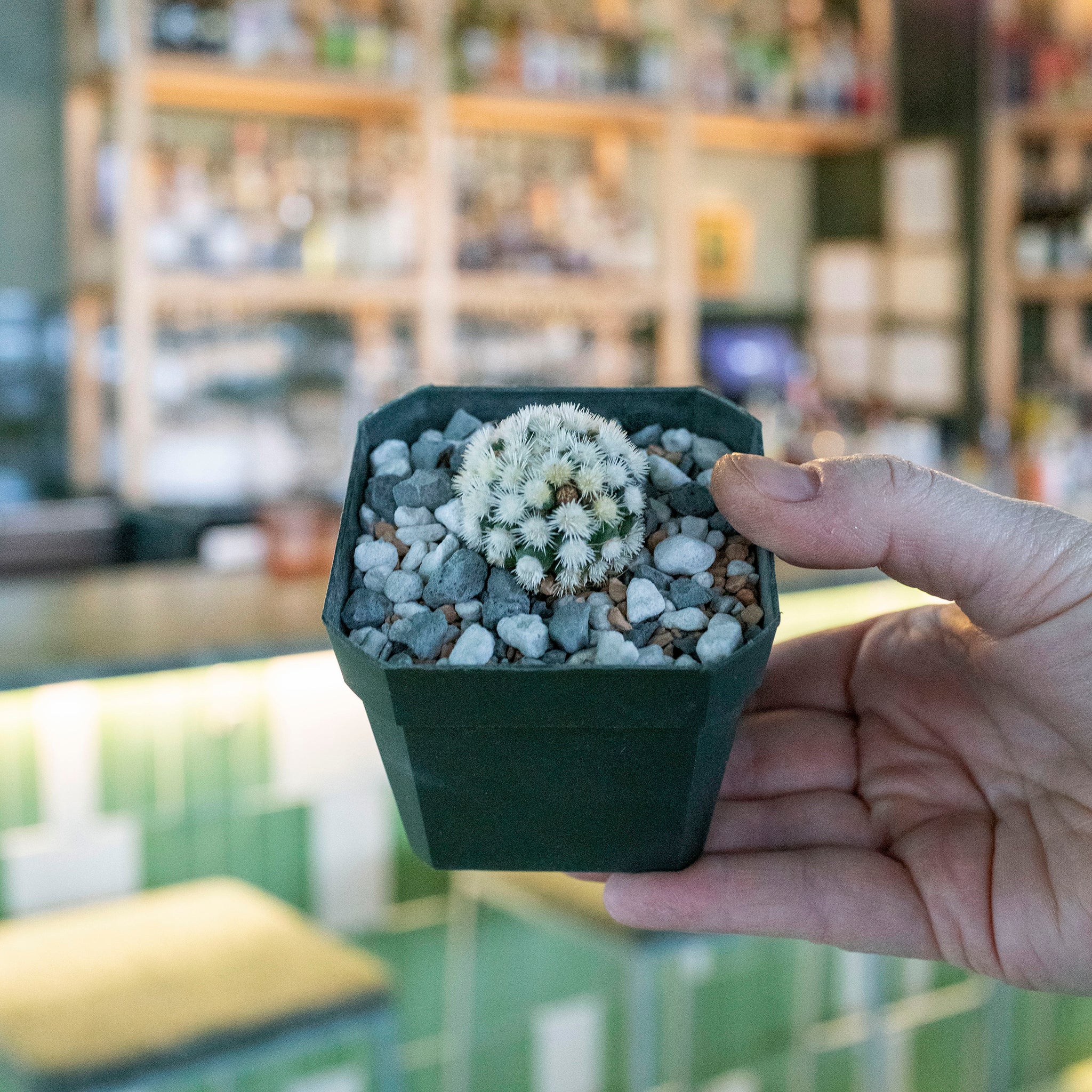 Mammillaria gracilis fragilis f. monstrose 'Arizona Snowcap'