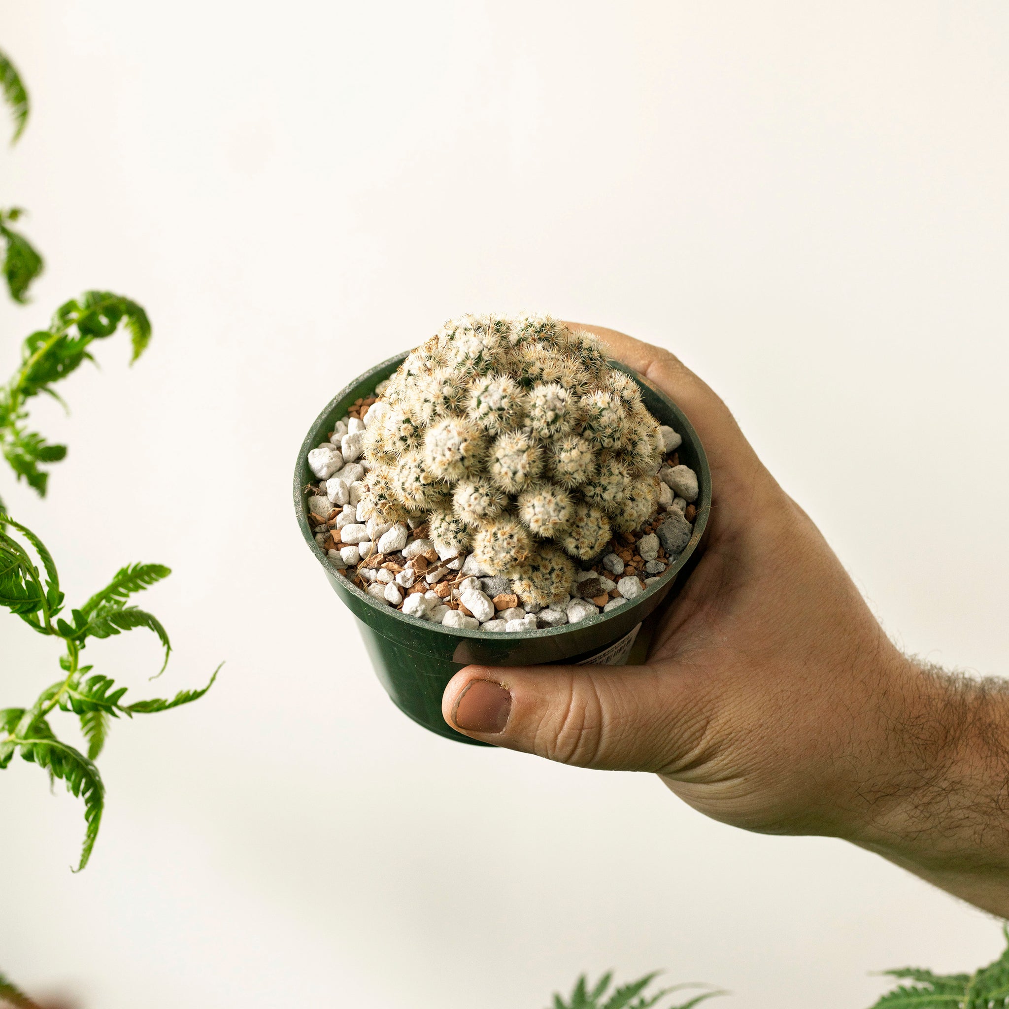 Mammillaria gracilis fragilis f. monstrose 'Arizona Snowcap'