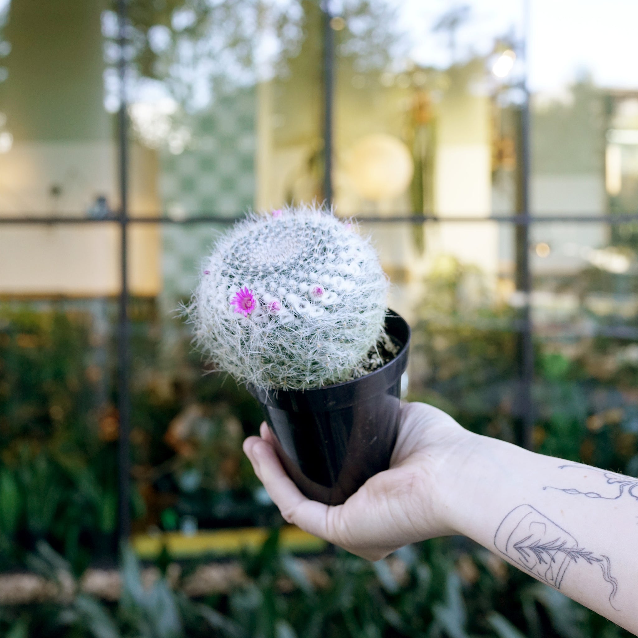 Mammillaria hahniana 'Old Woman Cactus'