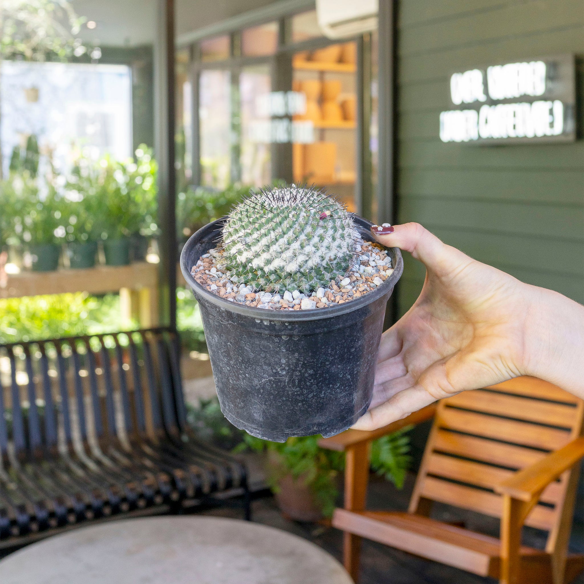 Mammillaria hahniana 'Old Woman Cactus'