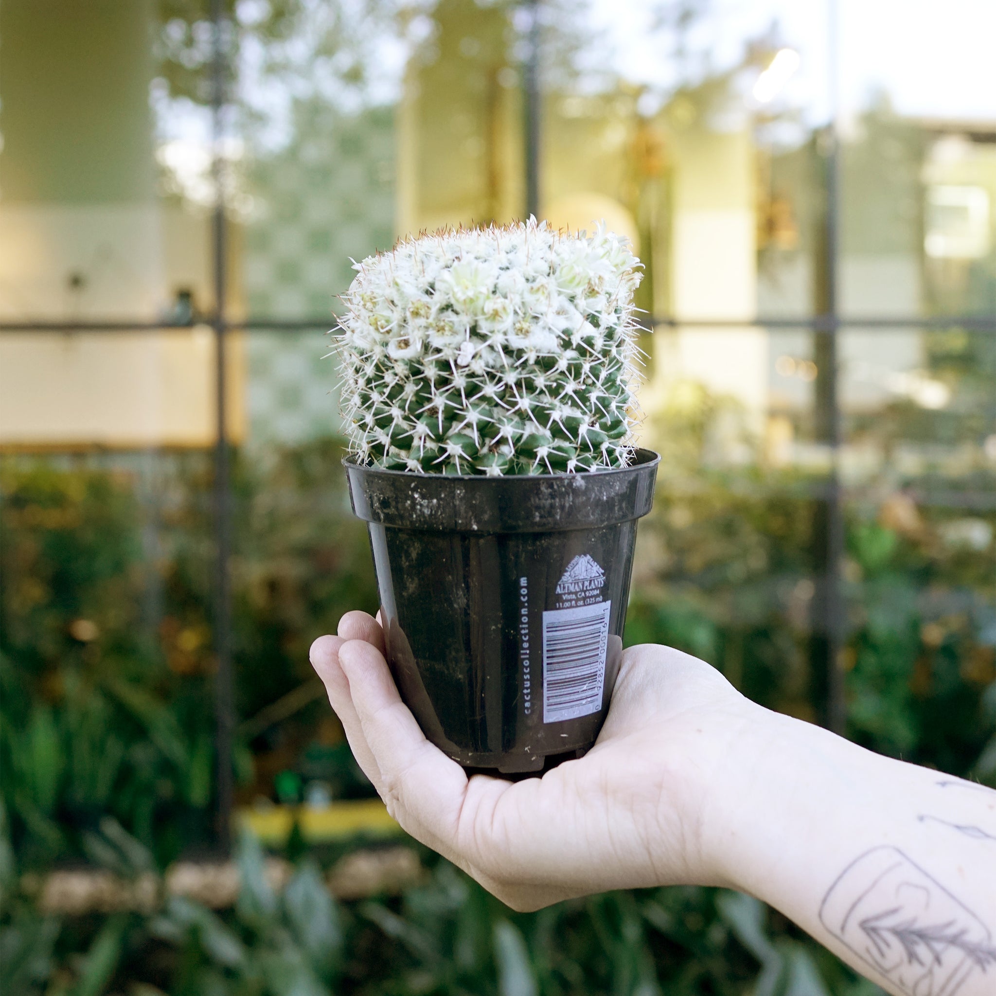 Mammillaria nejapensis