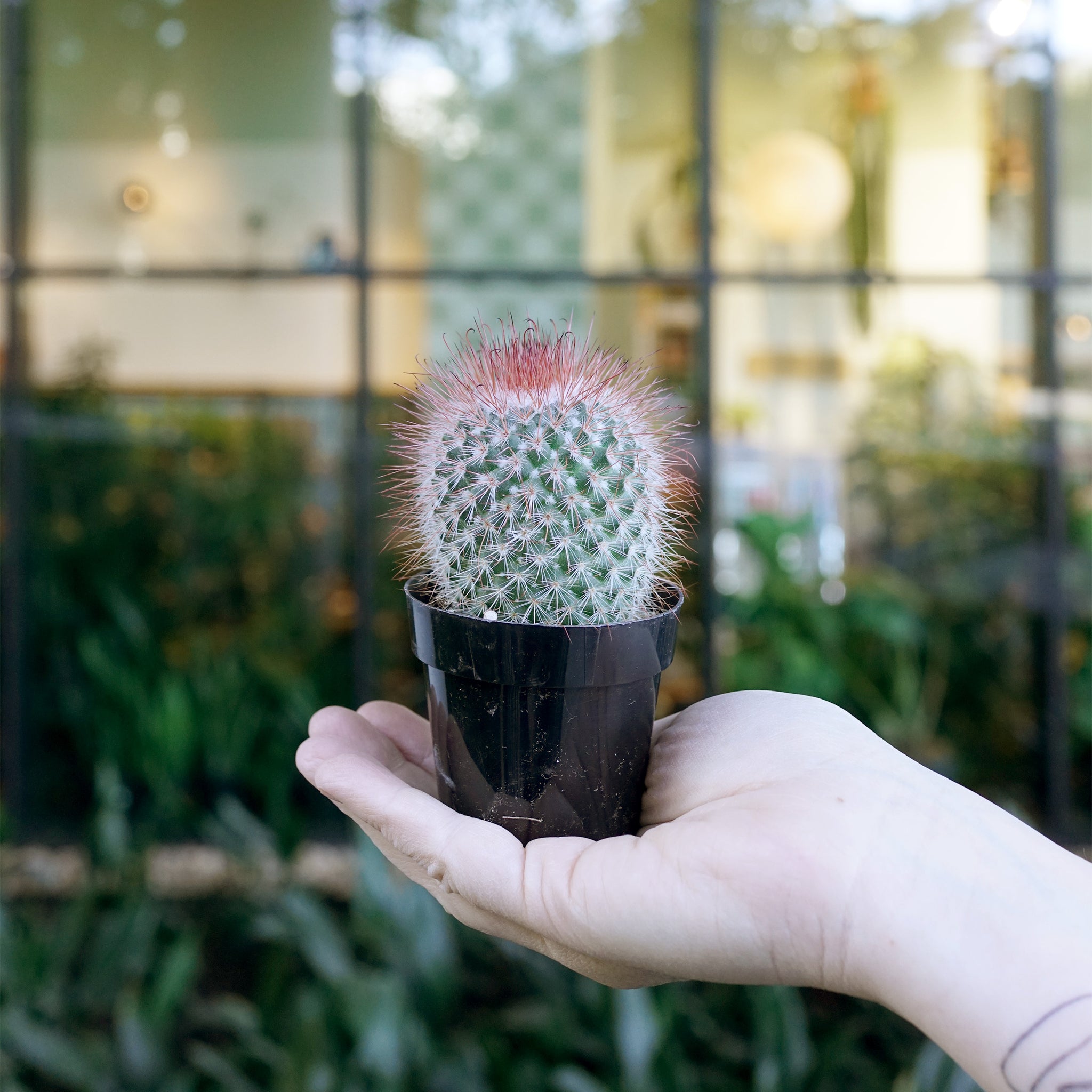 Mammillaria spinosissima