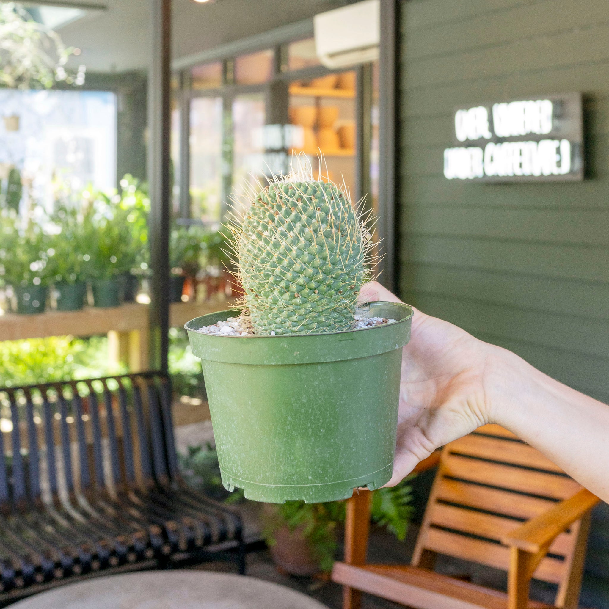 Mammillaria spinosissima cv. 'Un Pico'