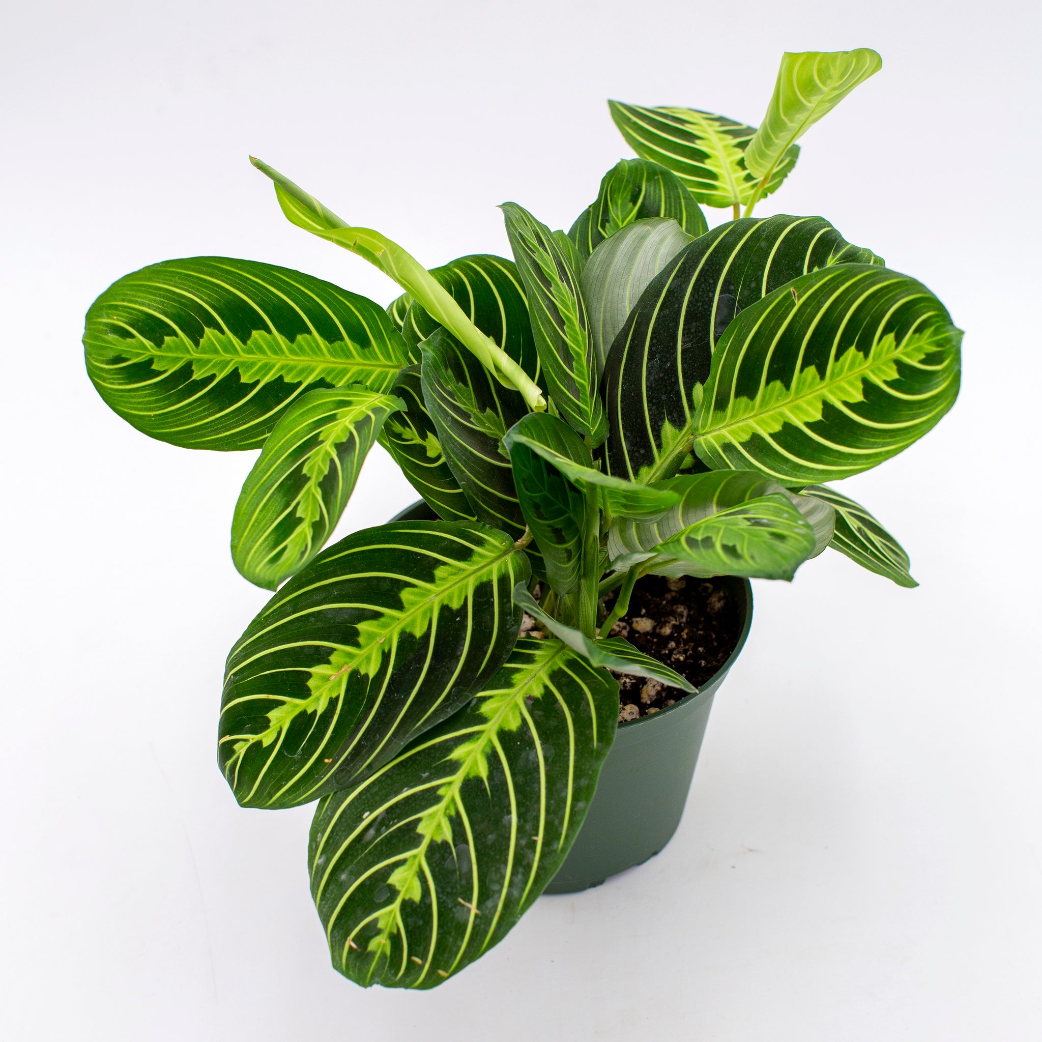 Maranta leuconeura 'Lemon Prayer Plant'