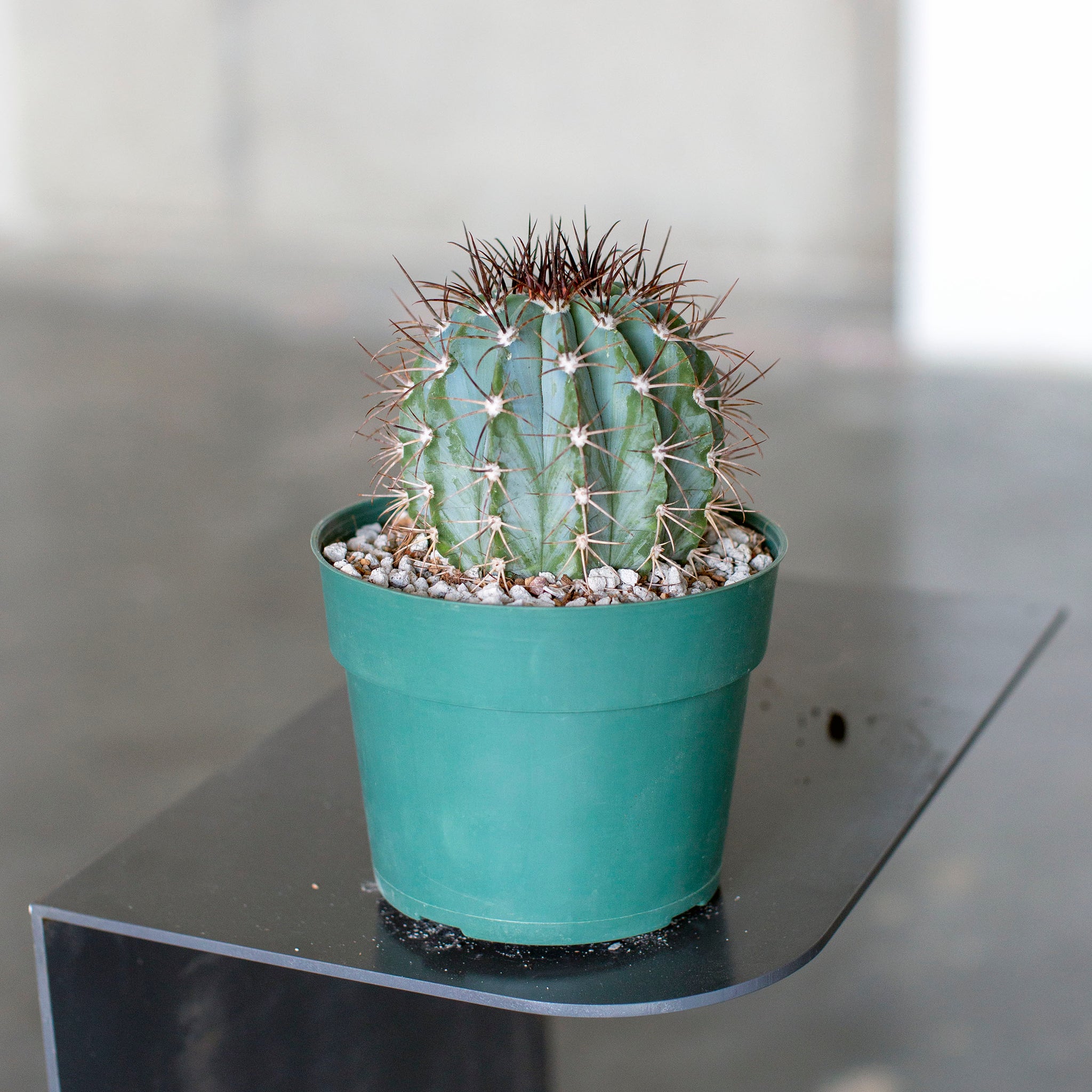 Melocactus azureus