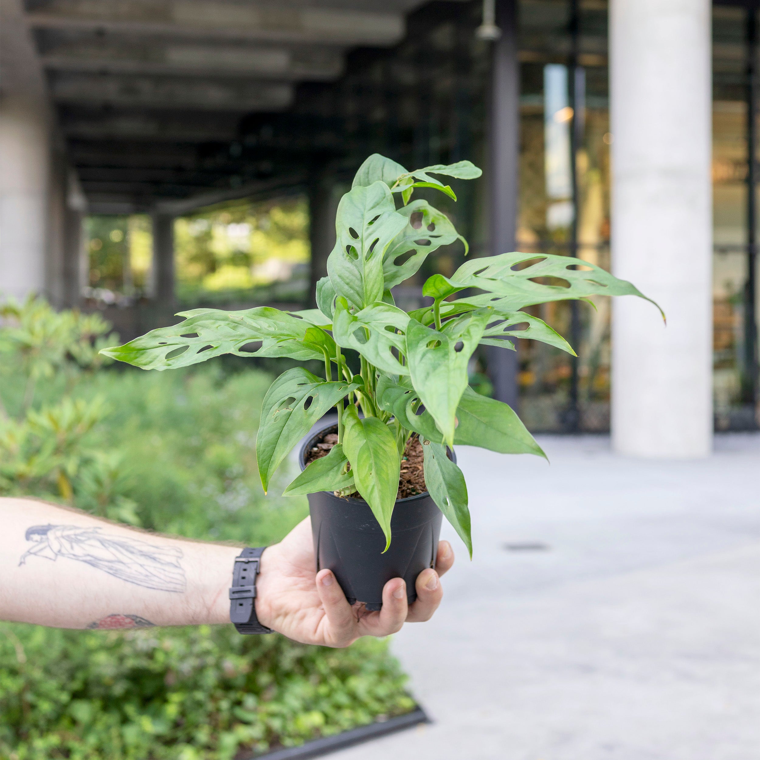 large monstera adansonii for sale Monstera adansonii (Swiss Cheese) – The Victorian Atlanta