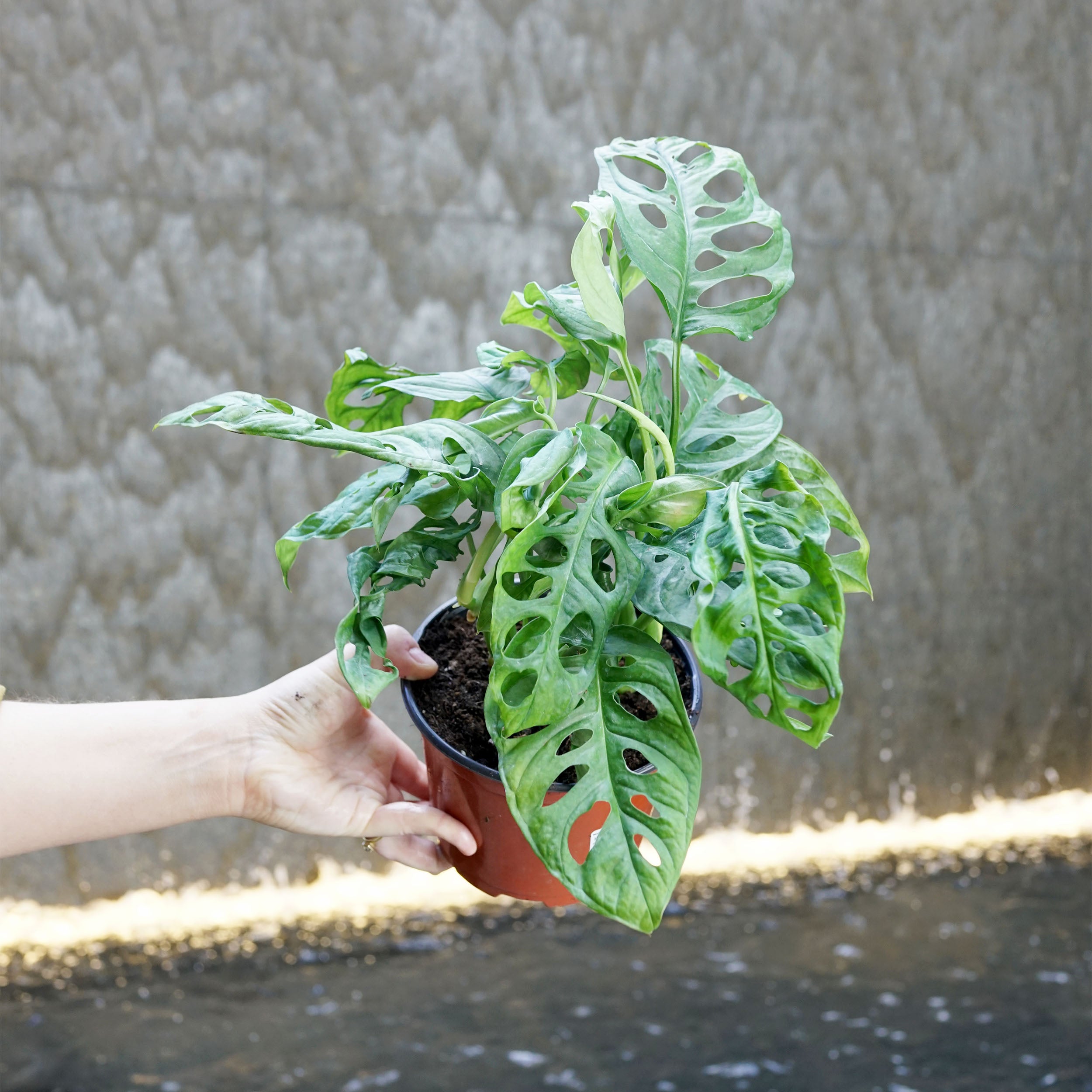 Monstera adansonii – The Victorian Atlanta