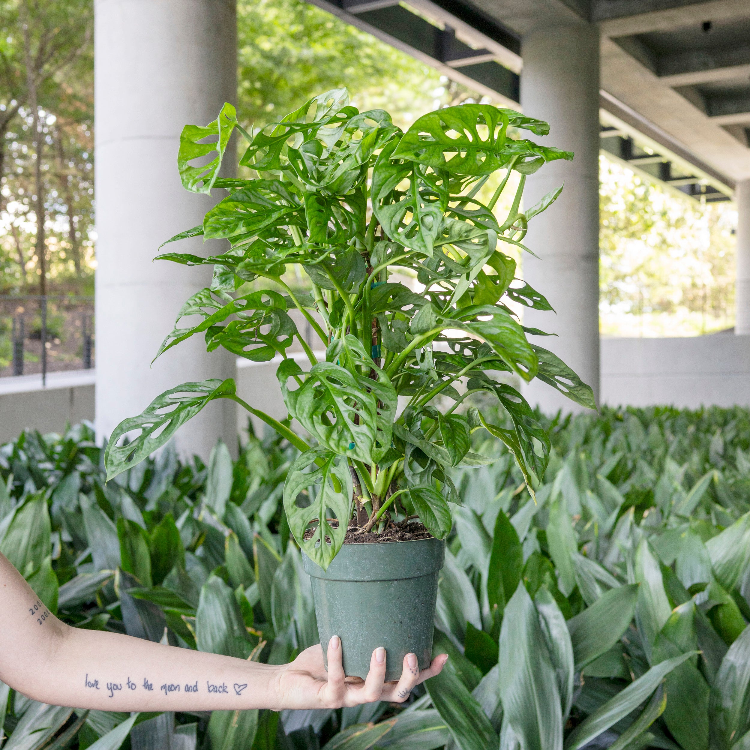 Monstera adansonii (Swiss Cheese)  The Victorian Atlanta
