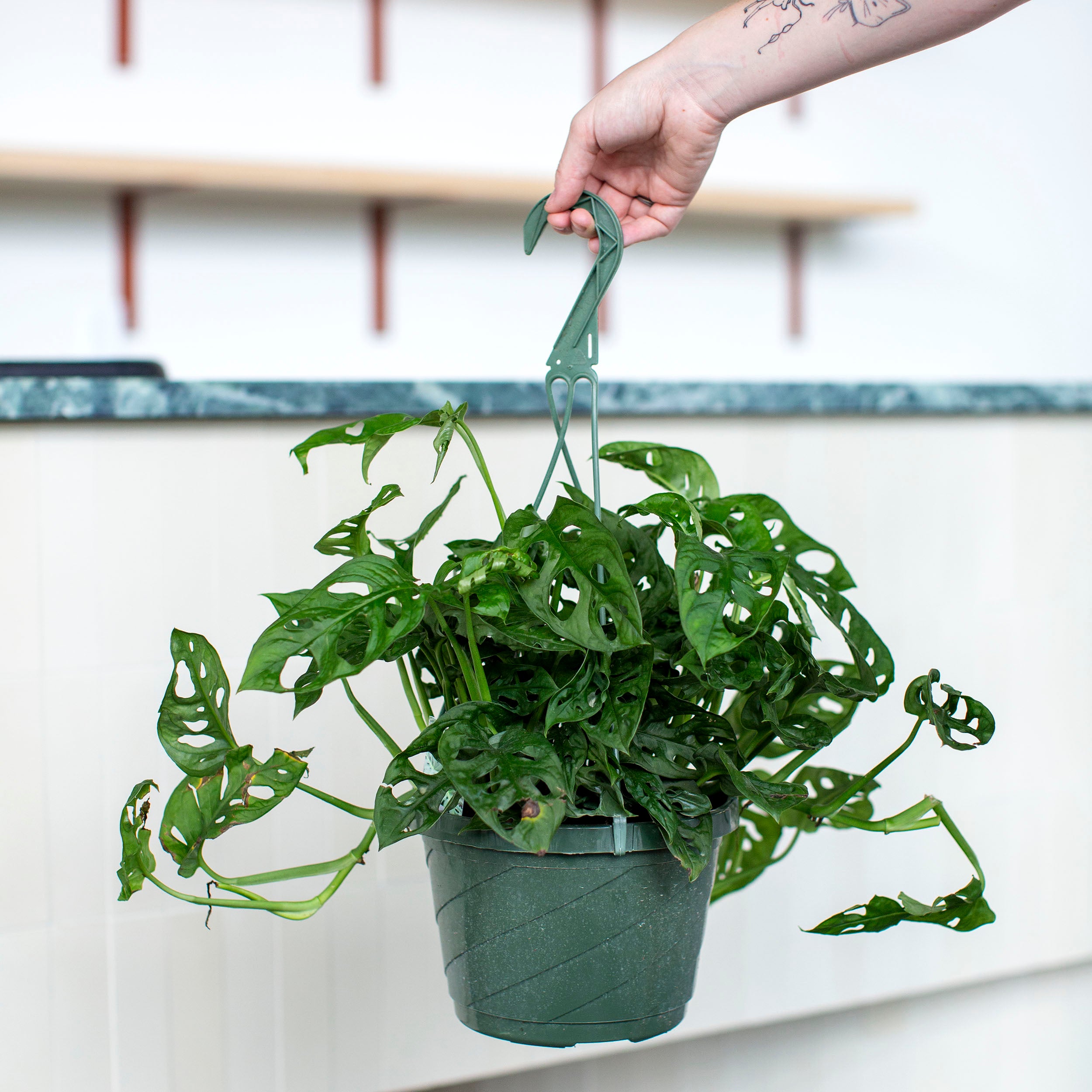 もんちゃんまま・木立ち　ステンドグラス(STG209) Monstera adansonii (Swiss Cheese) – The Victorian Atlanta