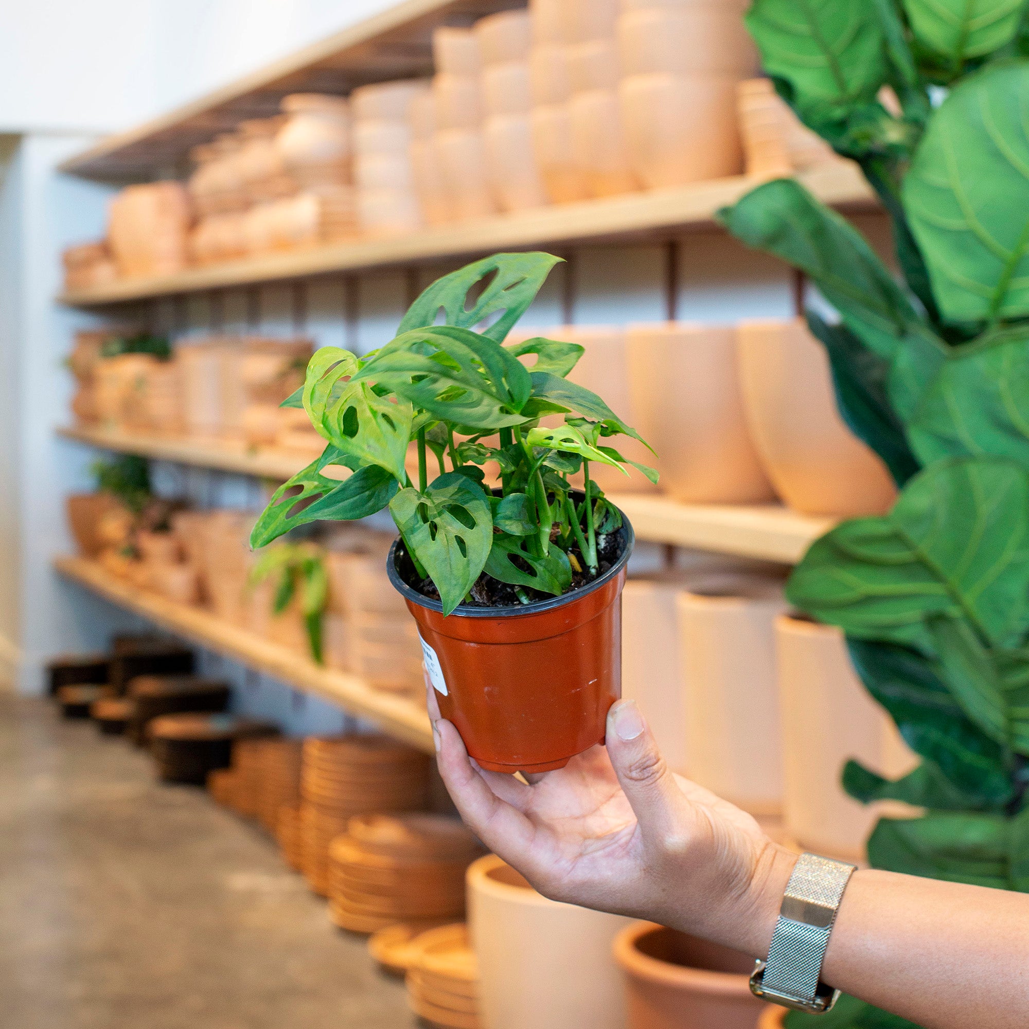 Monstera adansonii (Swiss Cheese) – The Victorian Atlanta