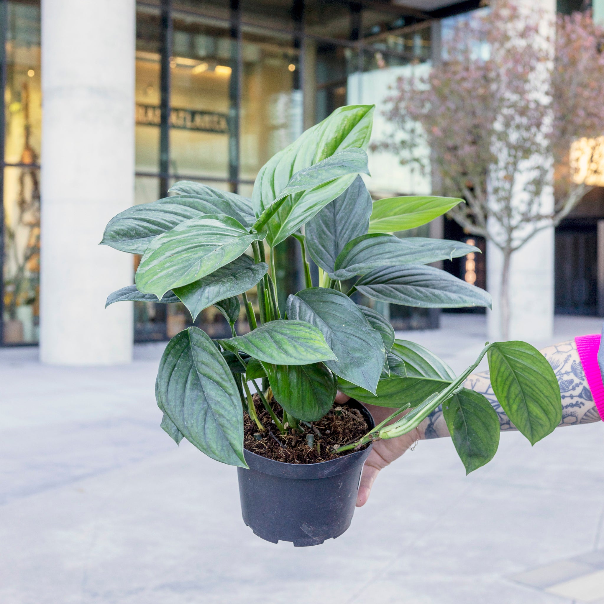 Monstera 'Black Onyx'